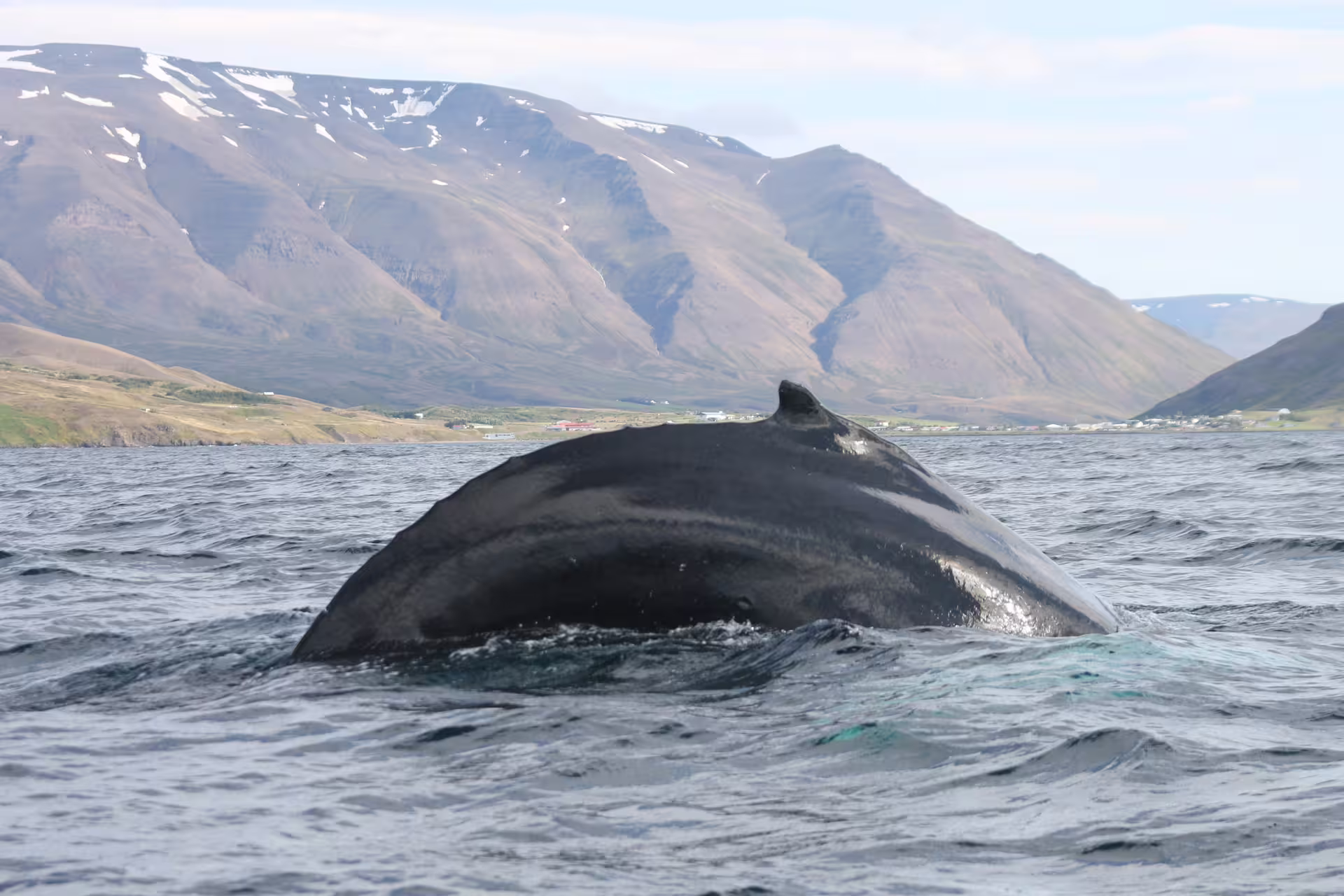 Humpback whale surfacing near Akureyri with snow-capped Icelandic mountains in background
