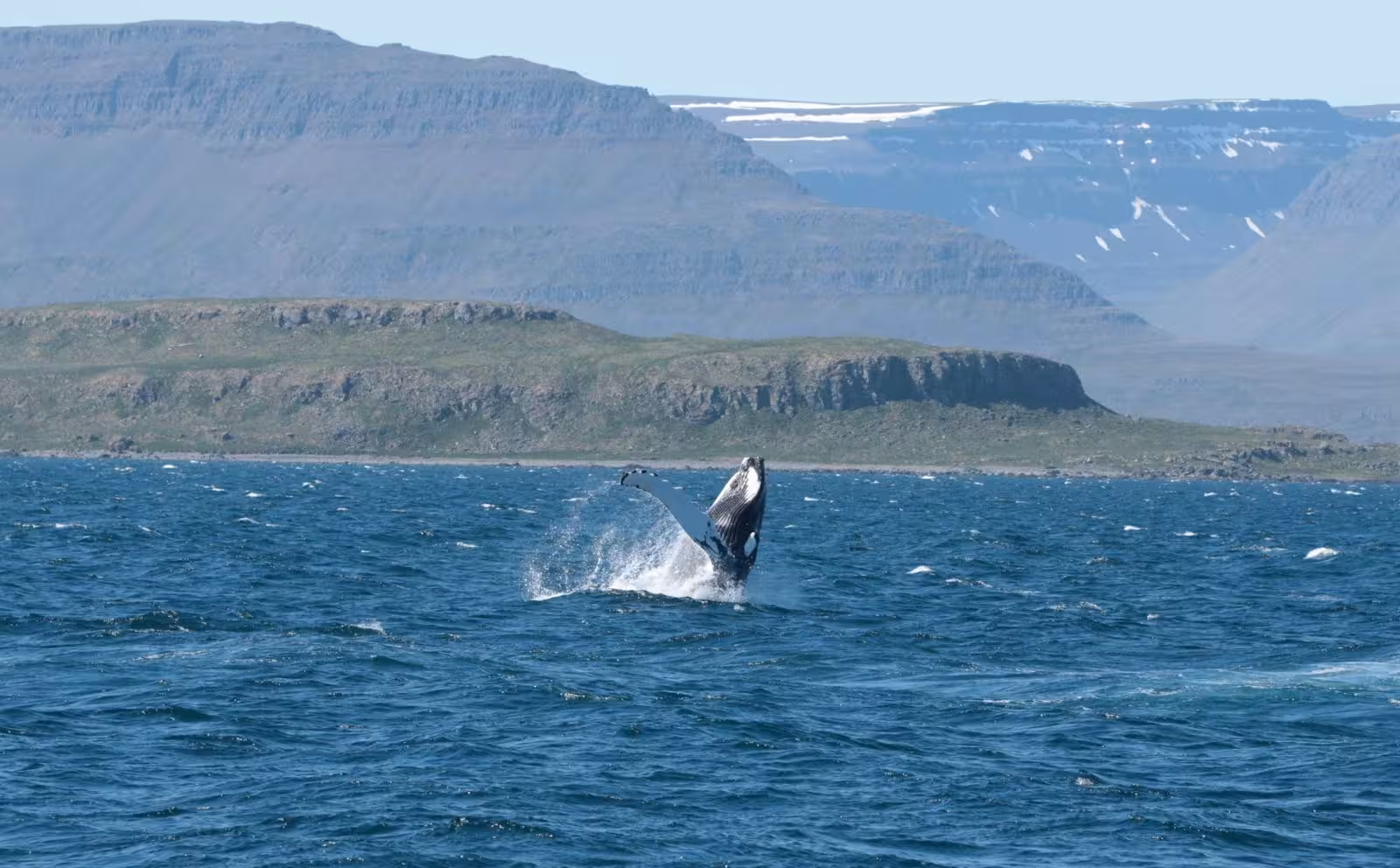 Distant humpback whale breach in Arctic waters with rugged mountains, ideal for solar eclipse whale watching tour