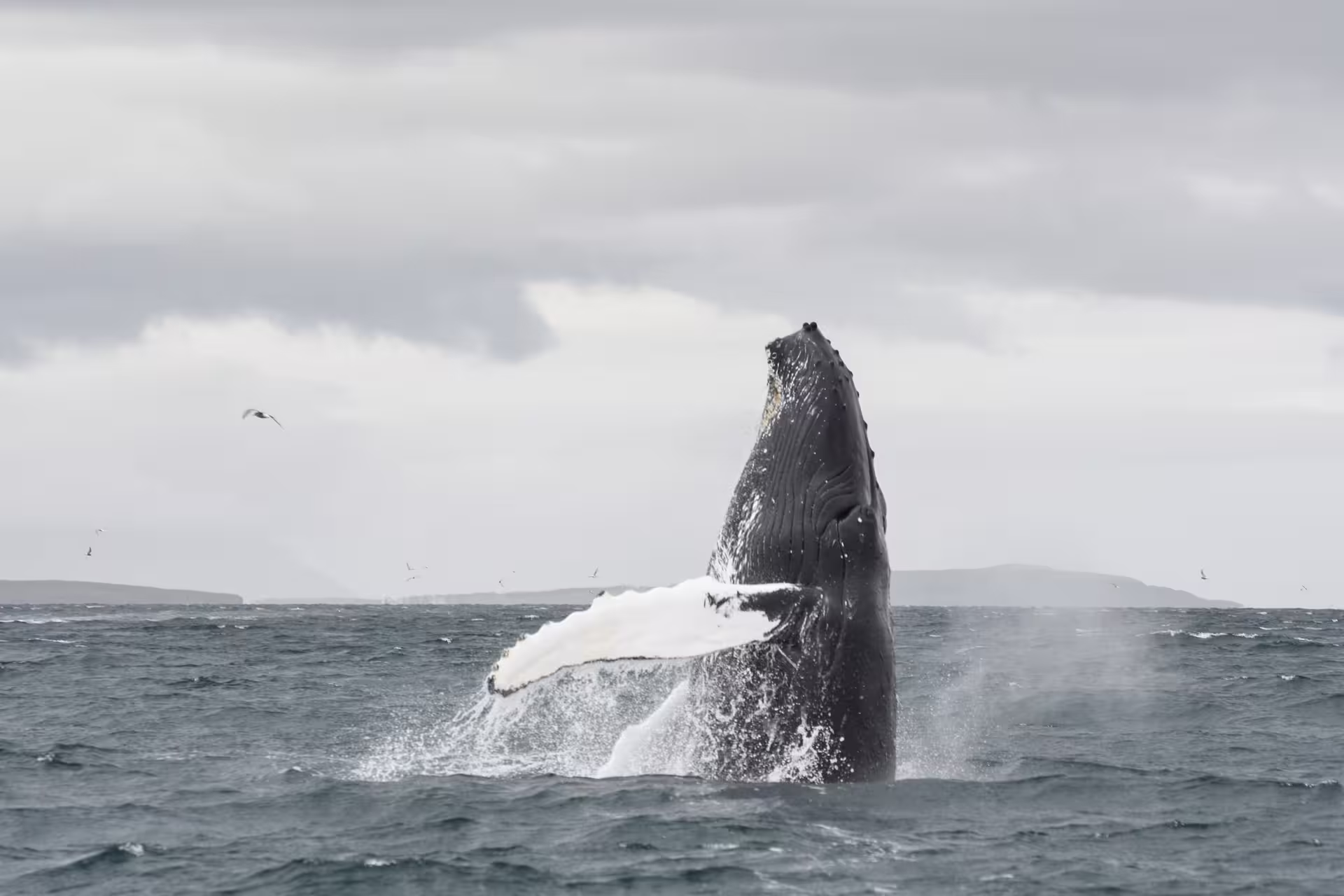 Humpback whale breaching out of the ocean during a whale watching tour near Akureyri, Iceland