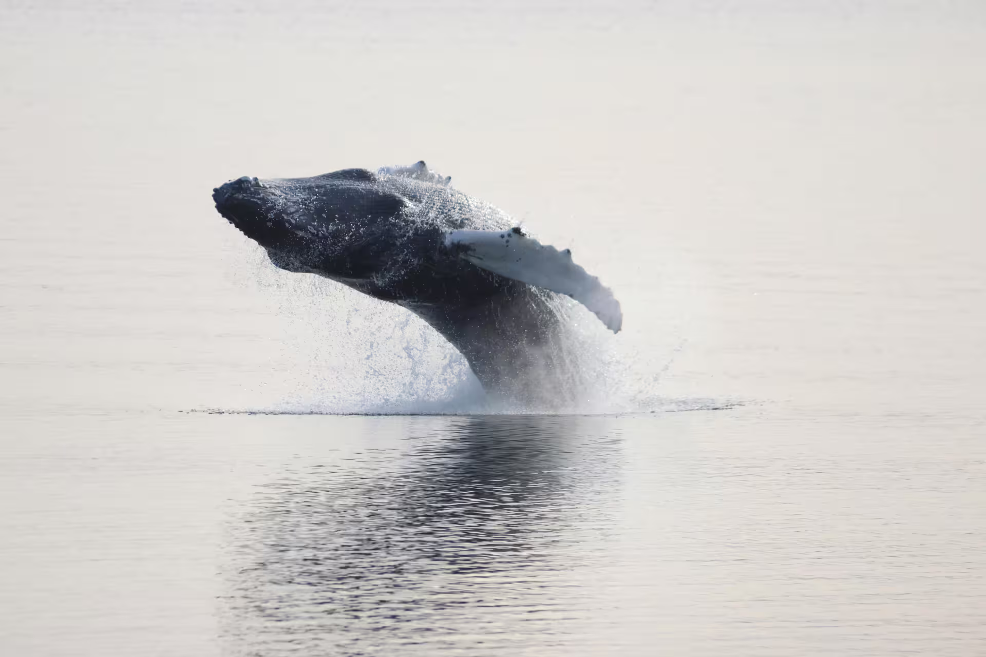 Humpback whale breaching out of calm ocean waters during whale watching tour in Iceland