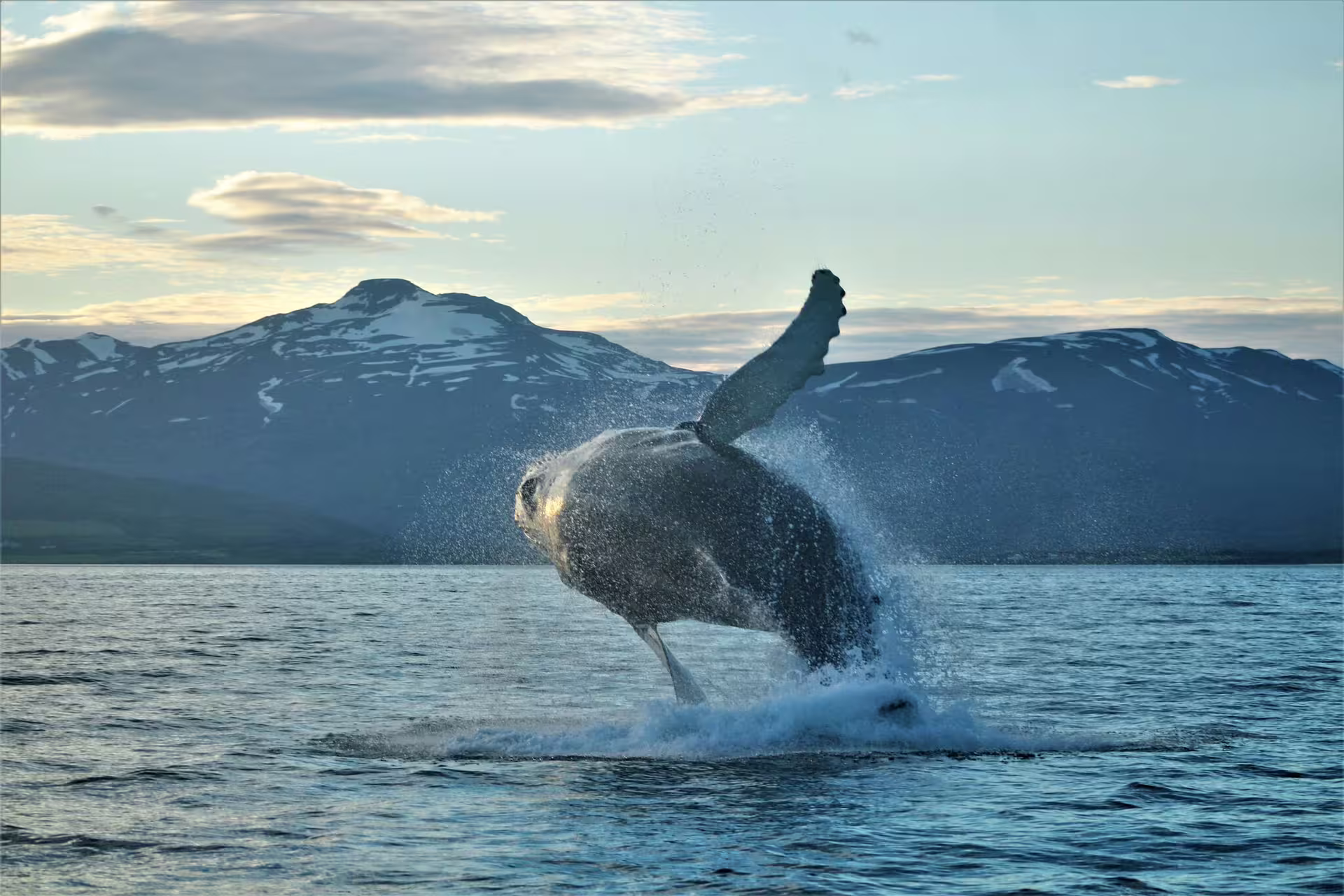 Humpback whale breaching out of calm Arctic waters near Akureyri with snow-capped mountains in background