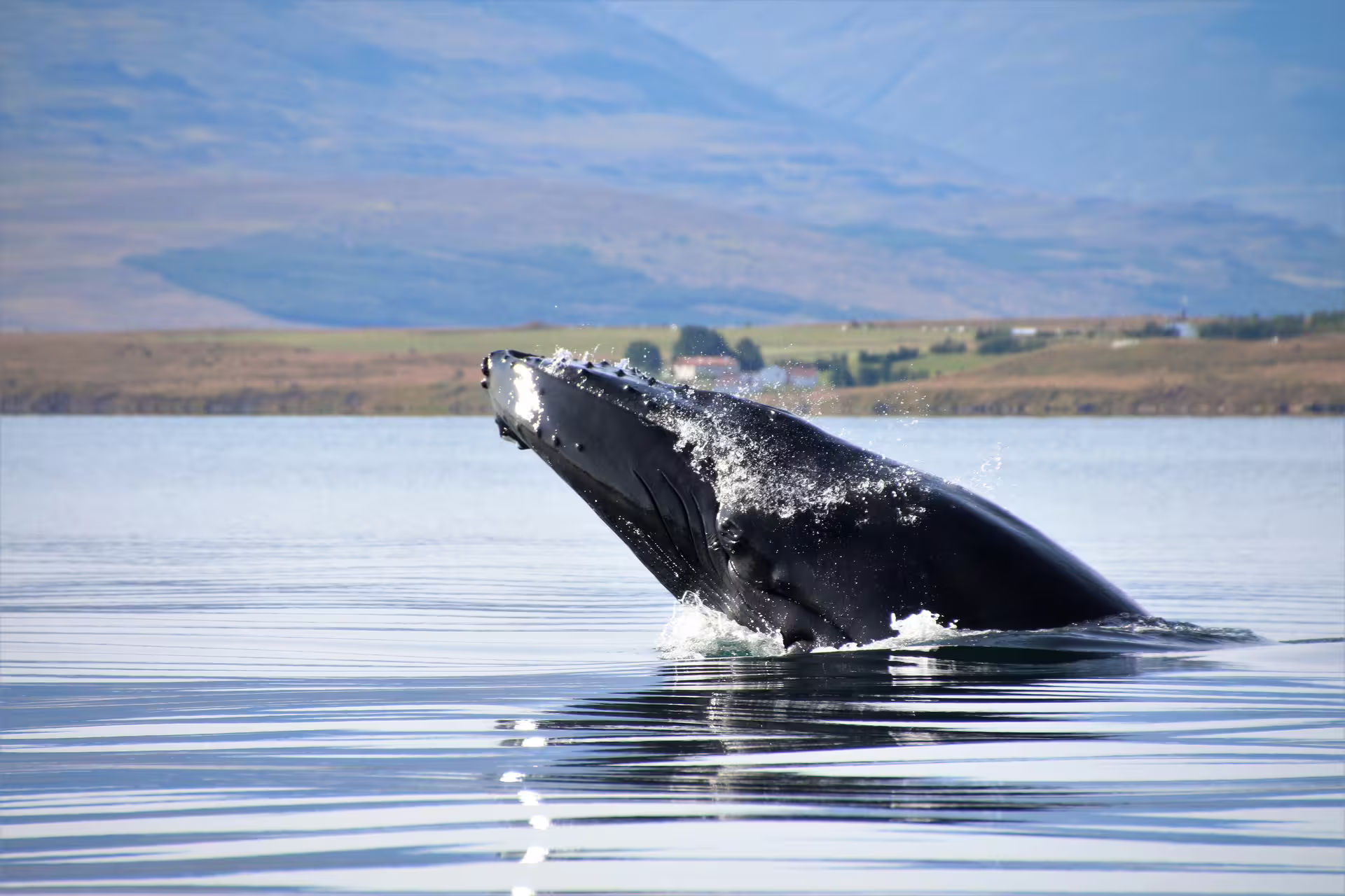 Humpback whale breaching calm waters near Akureyri Iceland with green hills in background