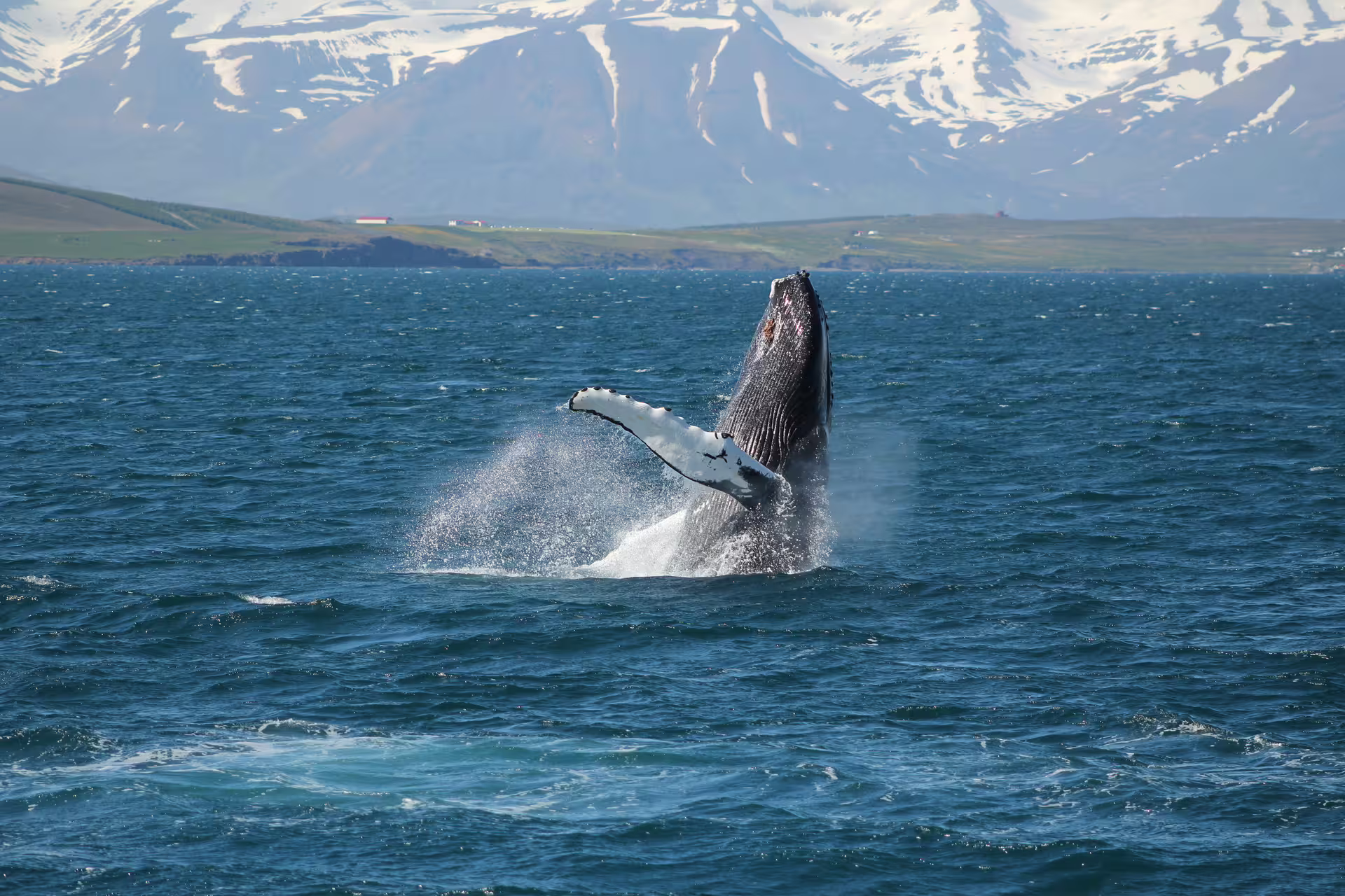 Humpback whale breaching out of blue ocean waters near Akureyri with snow-capped mountains in background