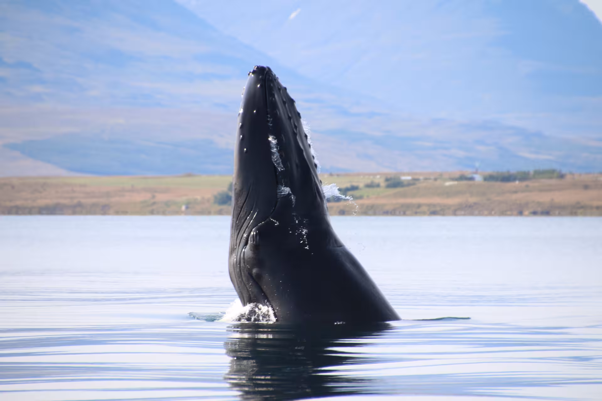 Humpback whale breaching the calm waters near Akureyri with mountains in the background