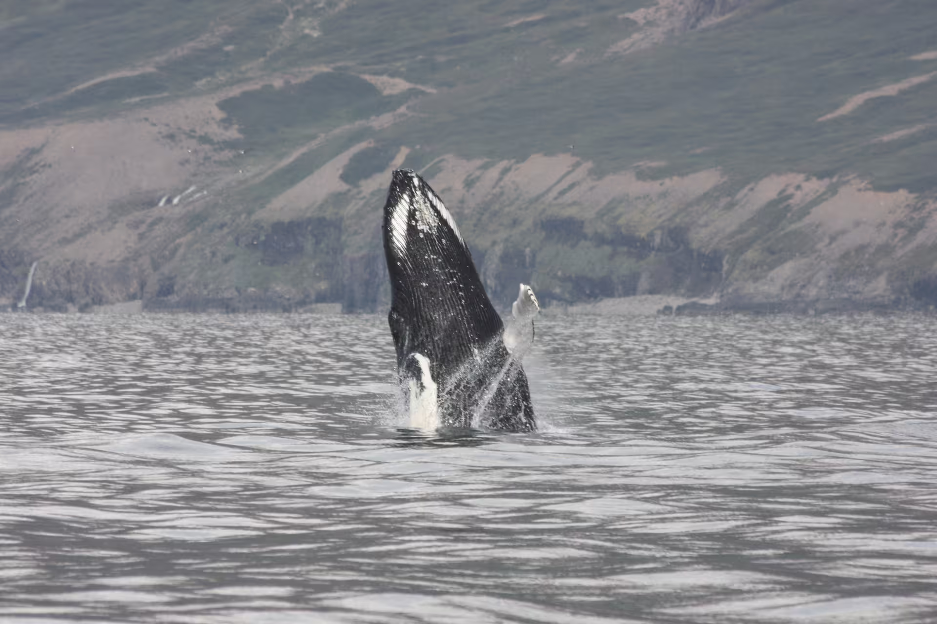 Humpback whale breaching in Eyjafjord near Akureyri with mountainous coastline in background