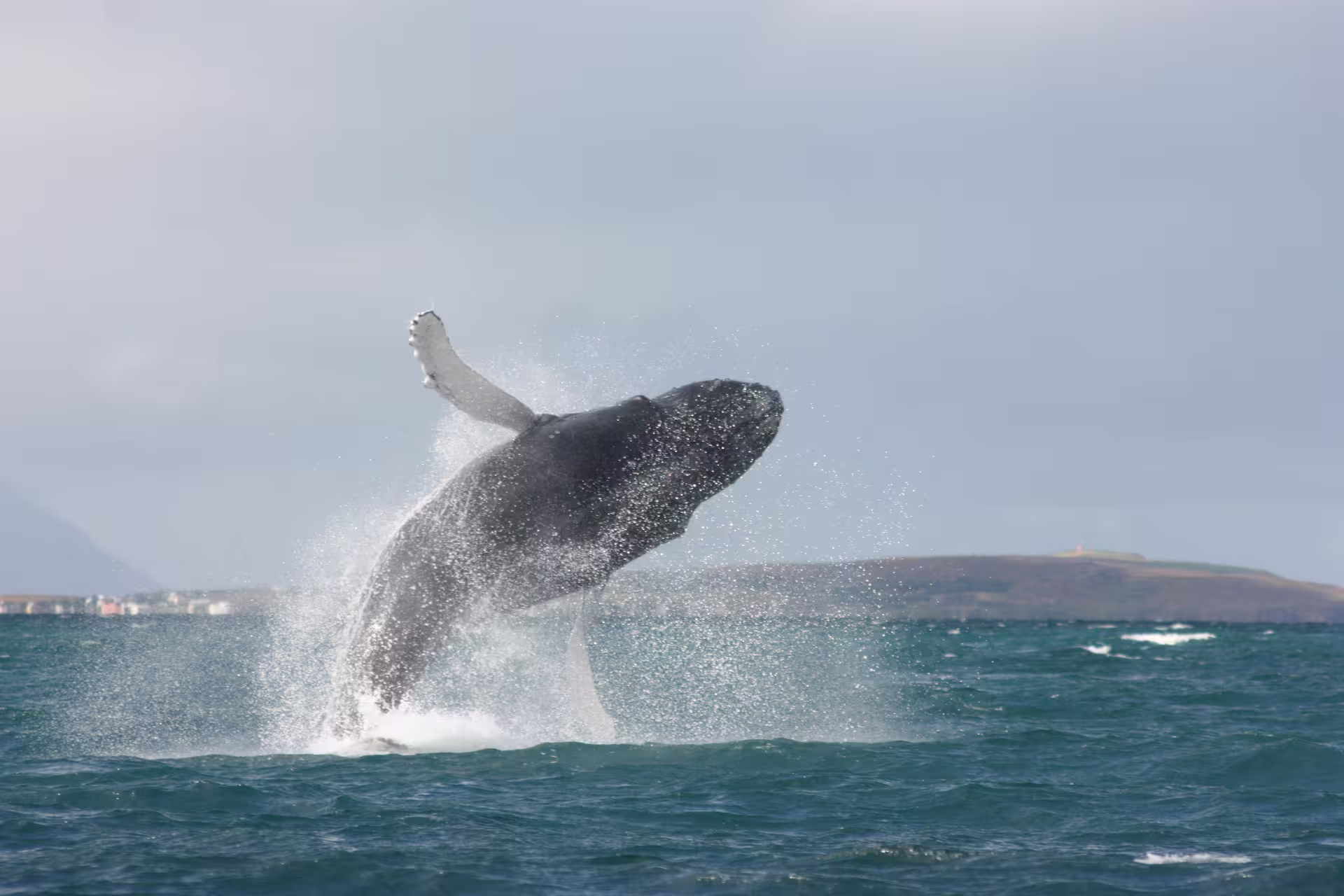 Humpback whale breaching out of Eyjafjordur Fjord near Akureyri, Iceland