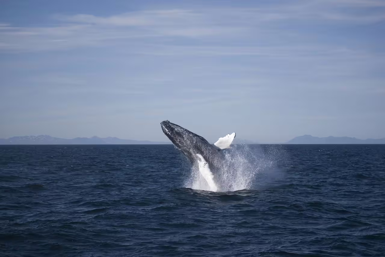 Humpback whale breaching out of the ocean in Faxafloi Bay near Reykjavik, Iceland