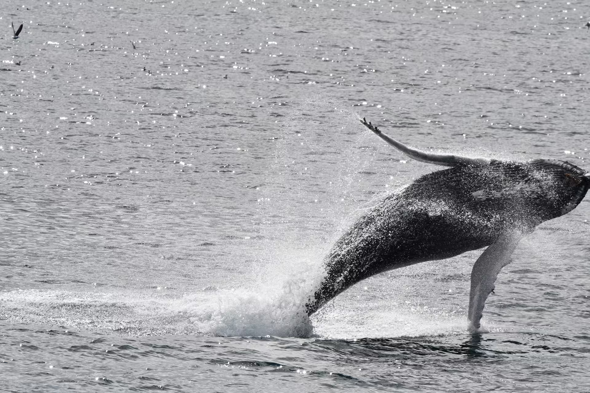 Humpback whale breaching the surface of Faxafloi Bay during a whale watching tour from Reykjavik