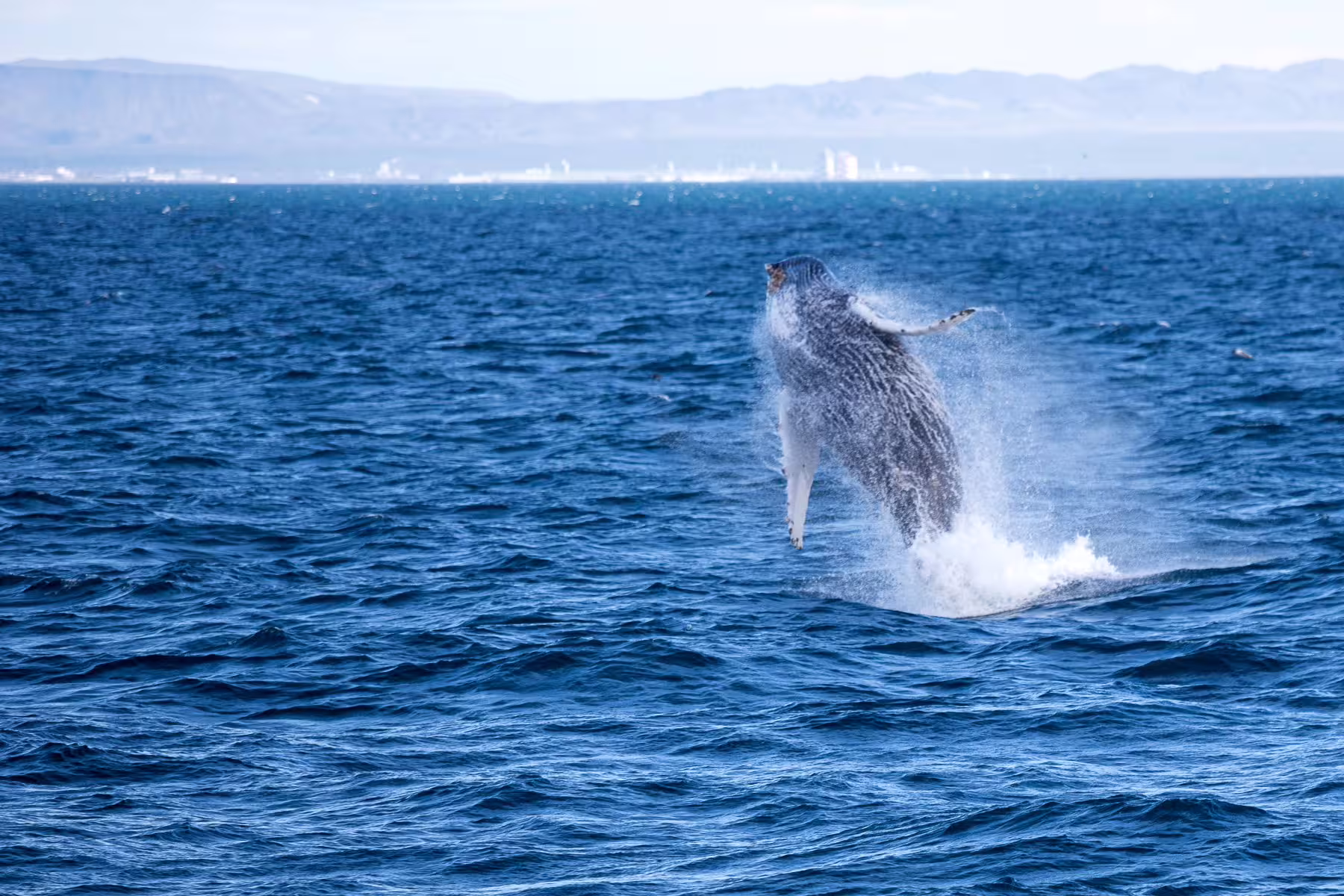 Humpback whale breaching out of the blue waters of Faxafloi Bay near Reykjavik