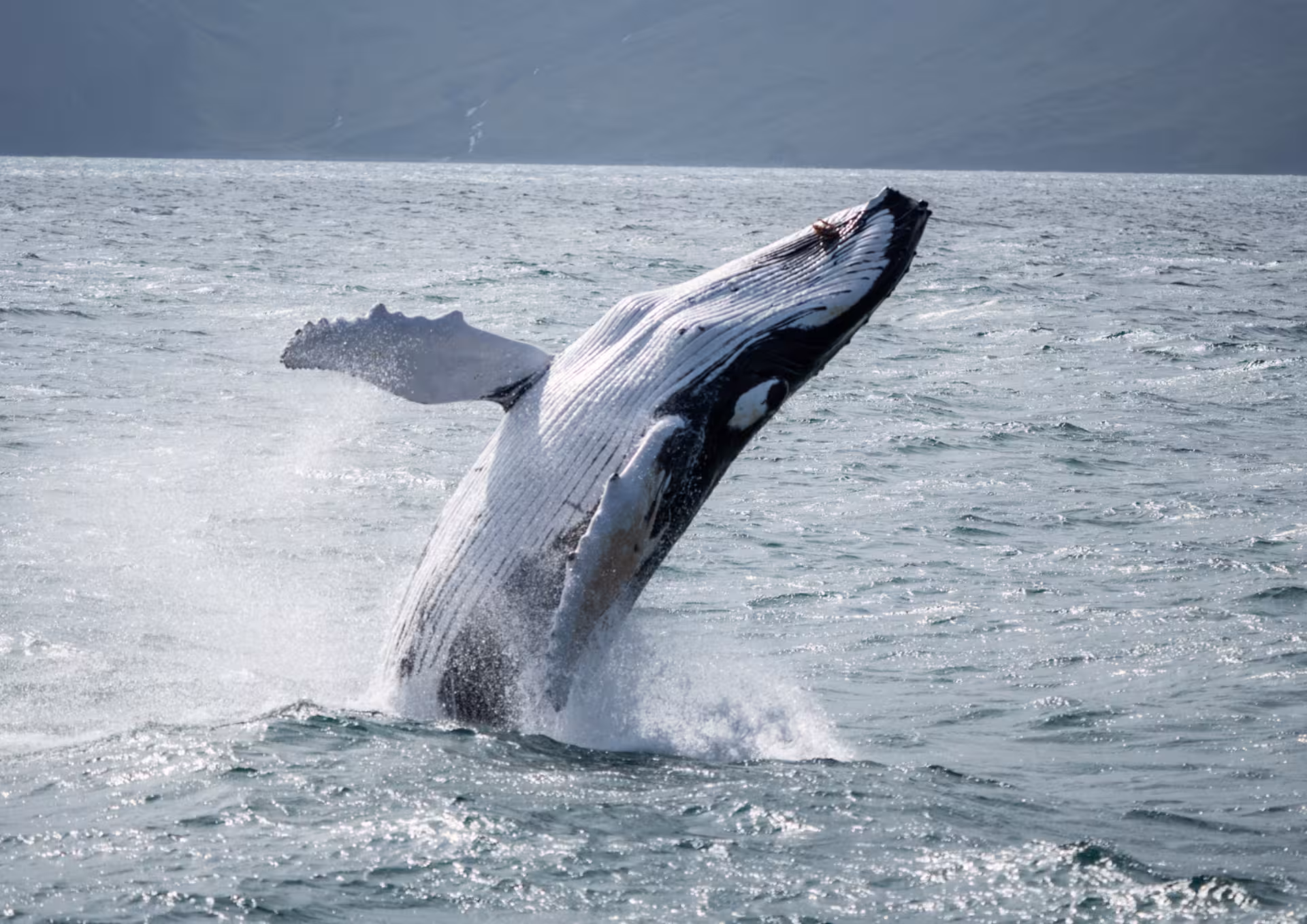 Humpback whale breaching in Skjálfandi Bay on a family-run, locally owned Húsavík guided whale watching trip