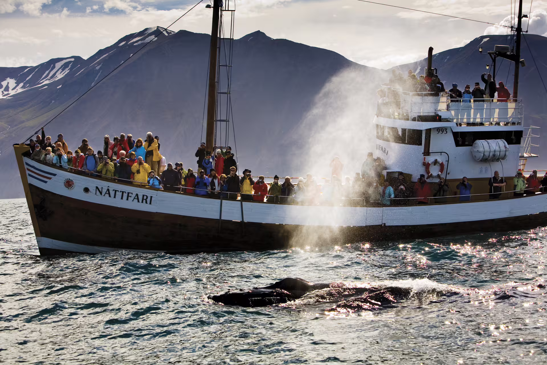 Excited tourists on Nattfari boat witnessing humpback whale breaching during Iceland whale watching tour