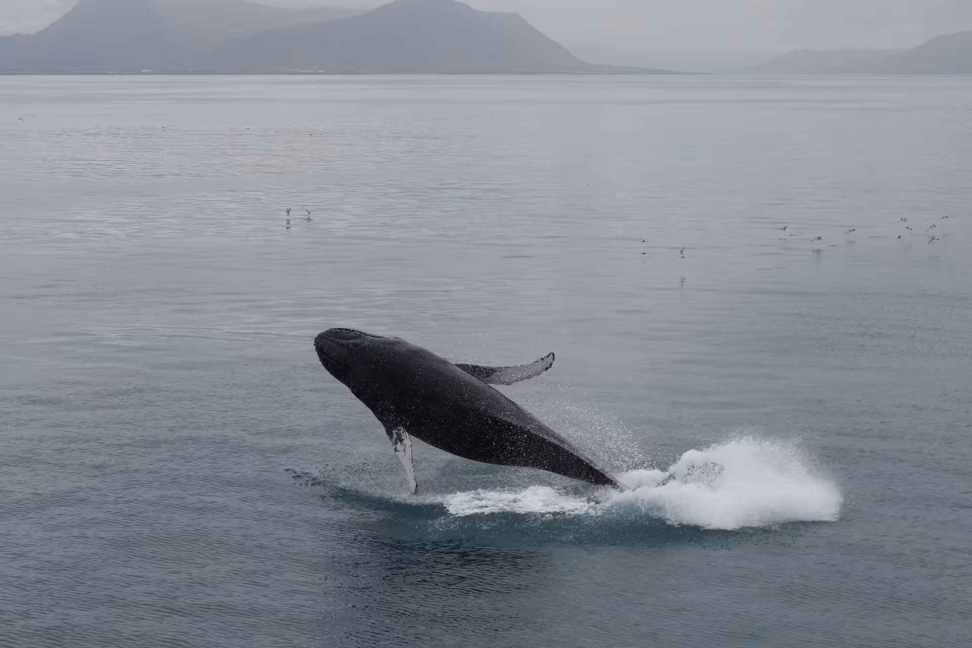 Humpback whale breaching above the ocean near Iceland