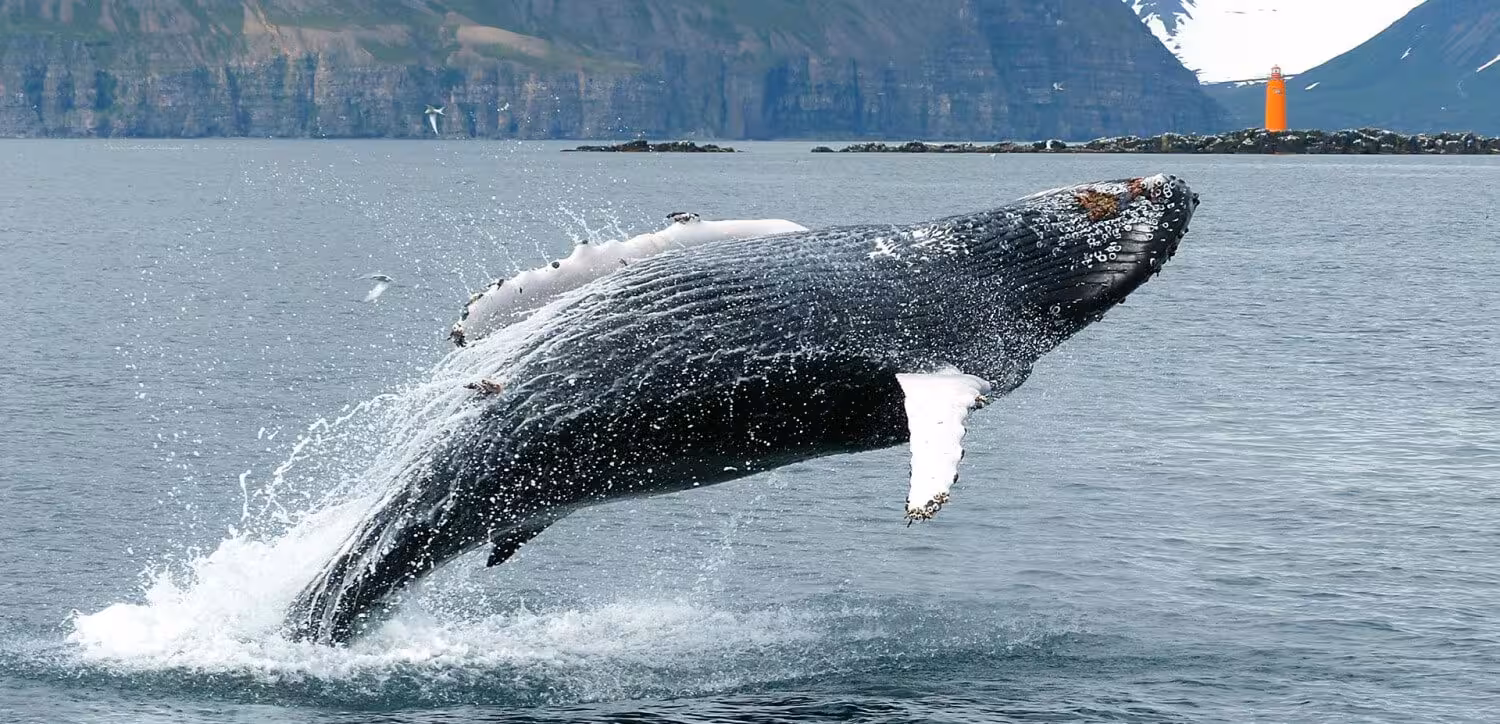 Humpback whale breaching out of the ocean with rocky cliffs and orange lighthouse in Iceland