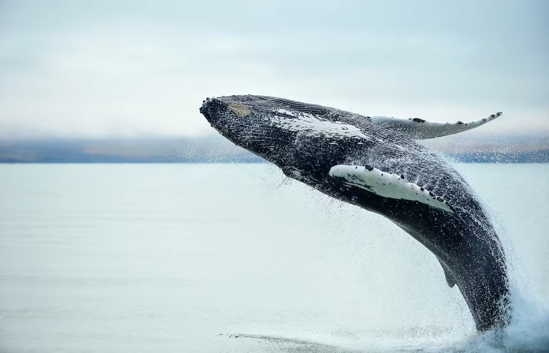 Humpback whale breaching out of calm Icelandic waters during a whale watching tour