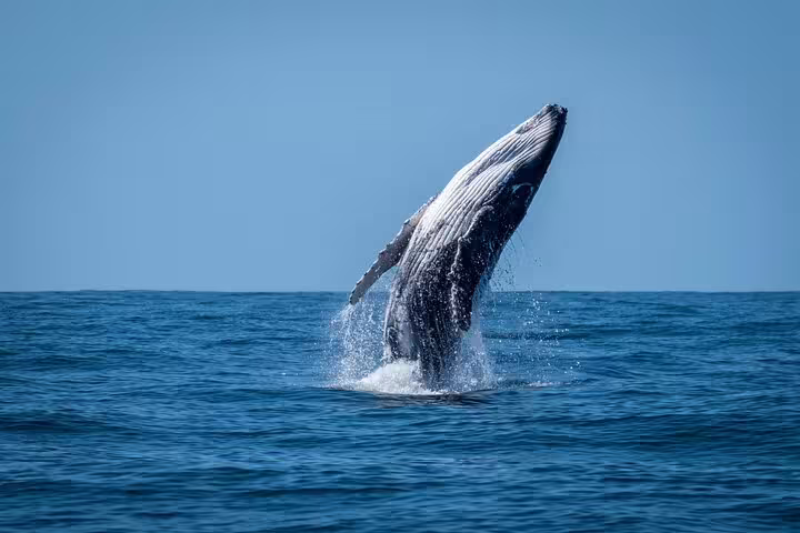 Humpback whale breaching out of the ocean near Moorea on a clear sunny day