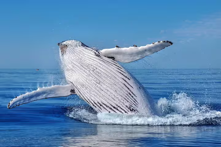 Humpback whale breaching out of the ocean in Moorea with white belly and long pectoral fins