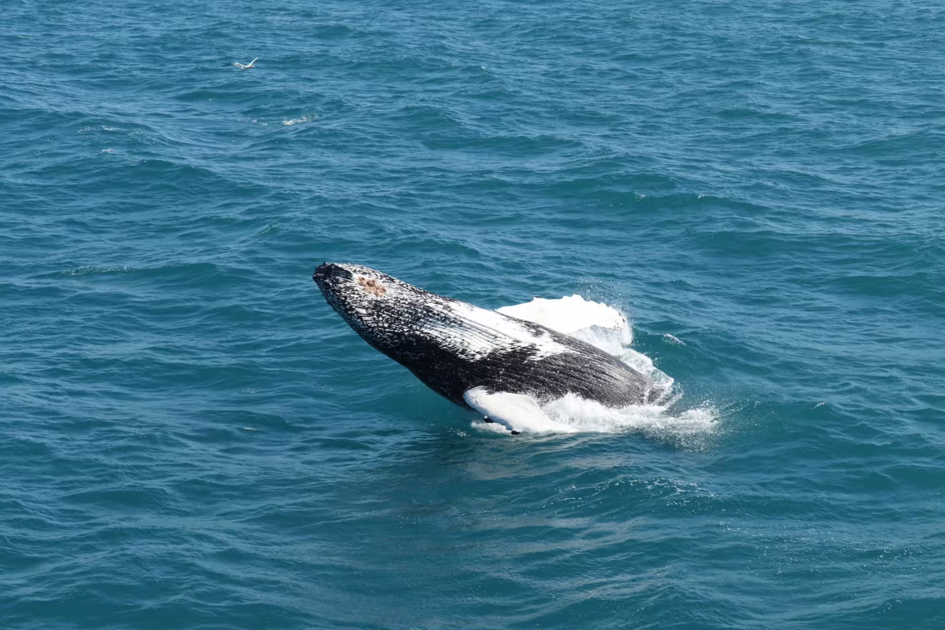 Humpback whale breaching the surface during a whale watching tour in Reykjavik, Iceland