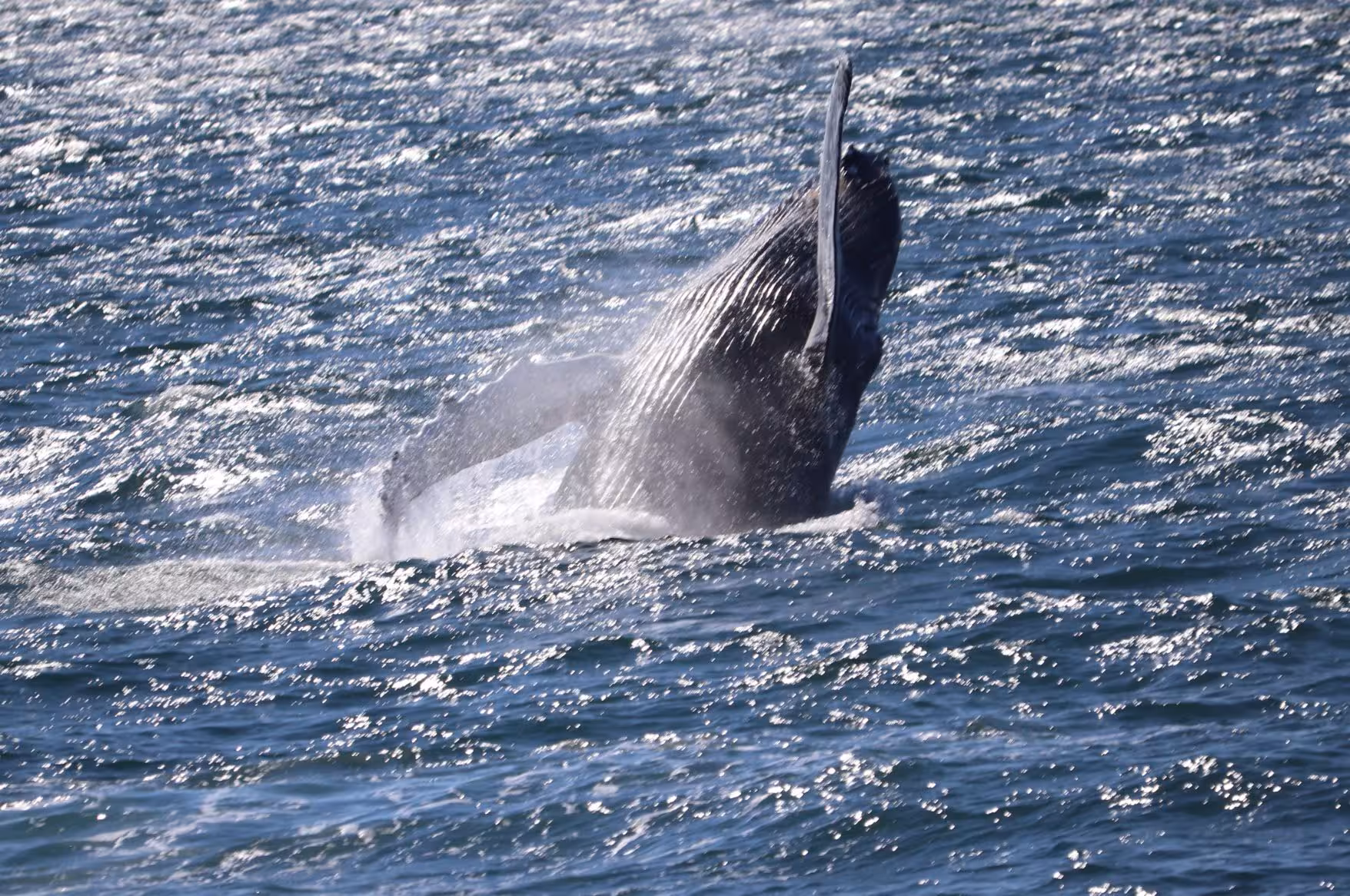 Whale emerging from the water during a guided whale watching tour from Reykjavík Harbour, Iceland.