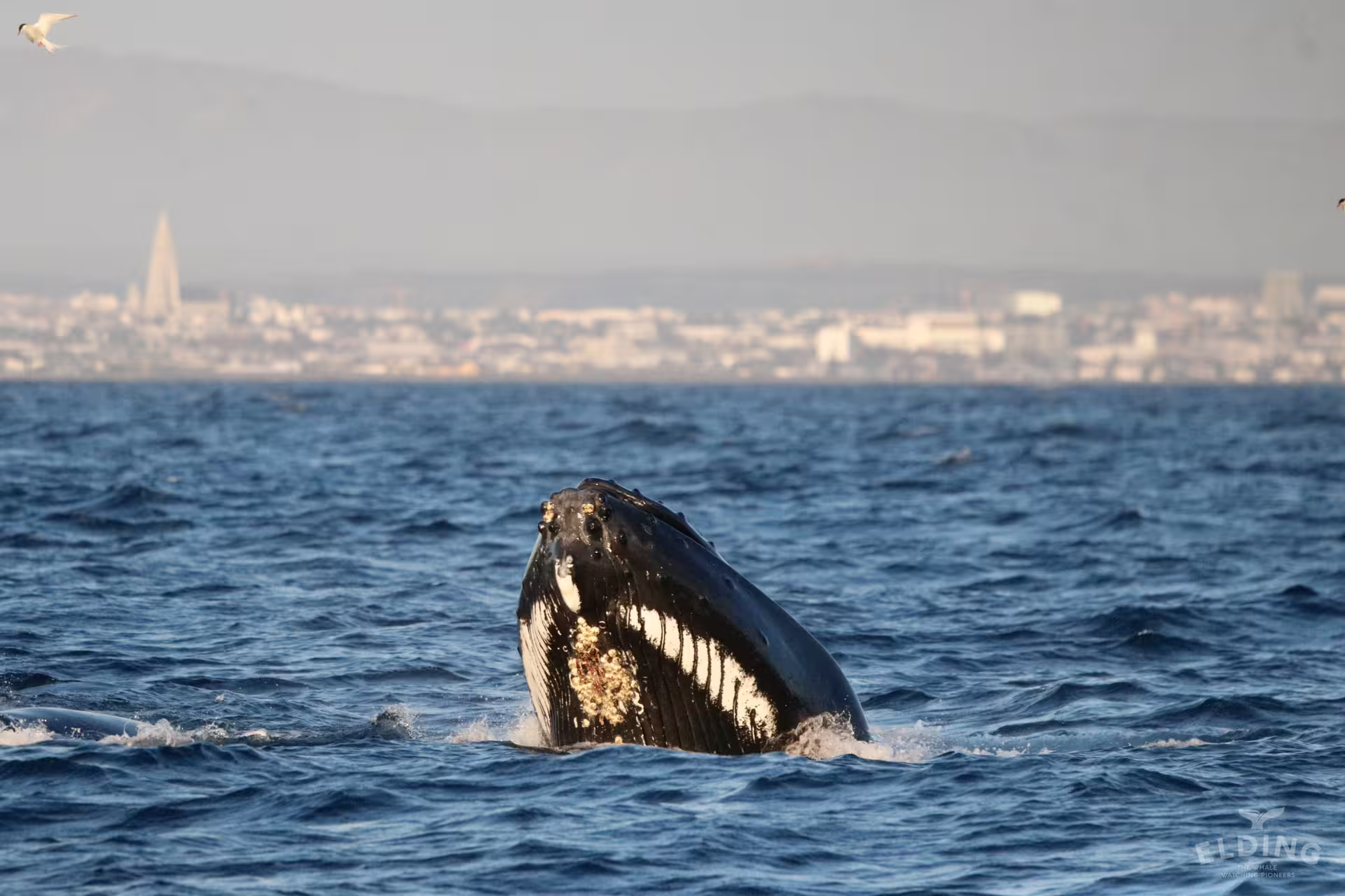 Humpback whale breaching near Reykjavik coastline with Hallgrímskirkja church visible in background