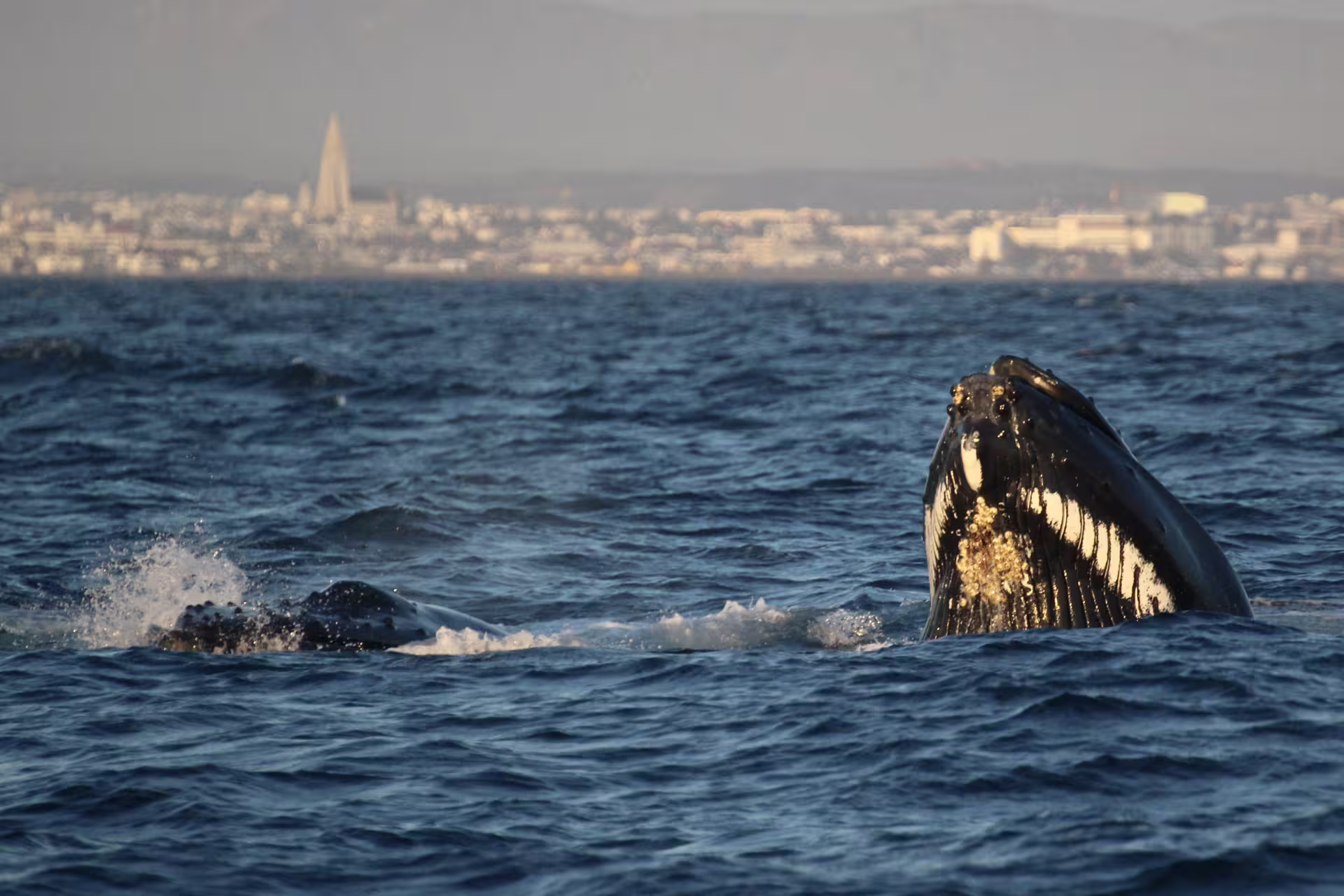 Humpback whale breaching near Reykjavik coastline with Hallgrímskirkja church visible in background