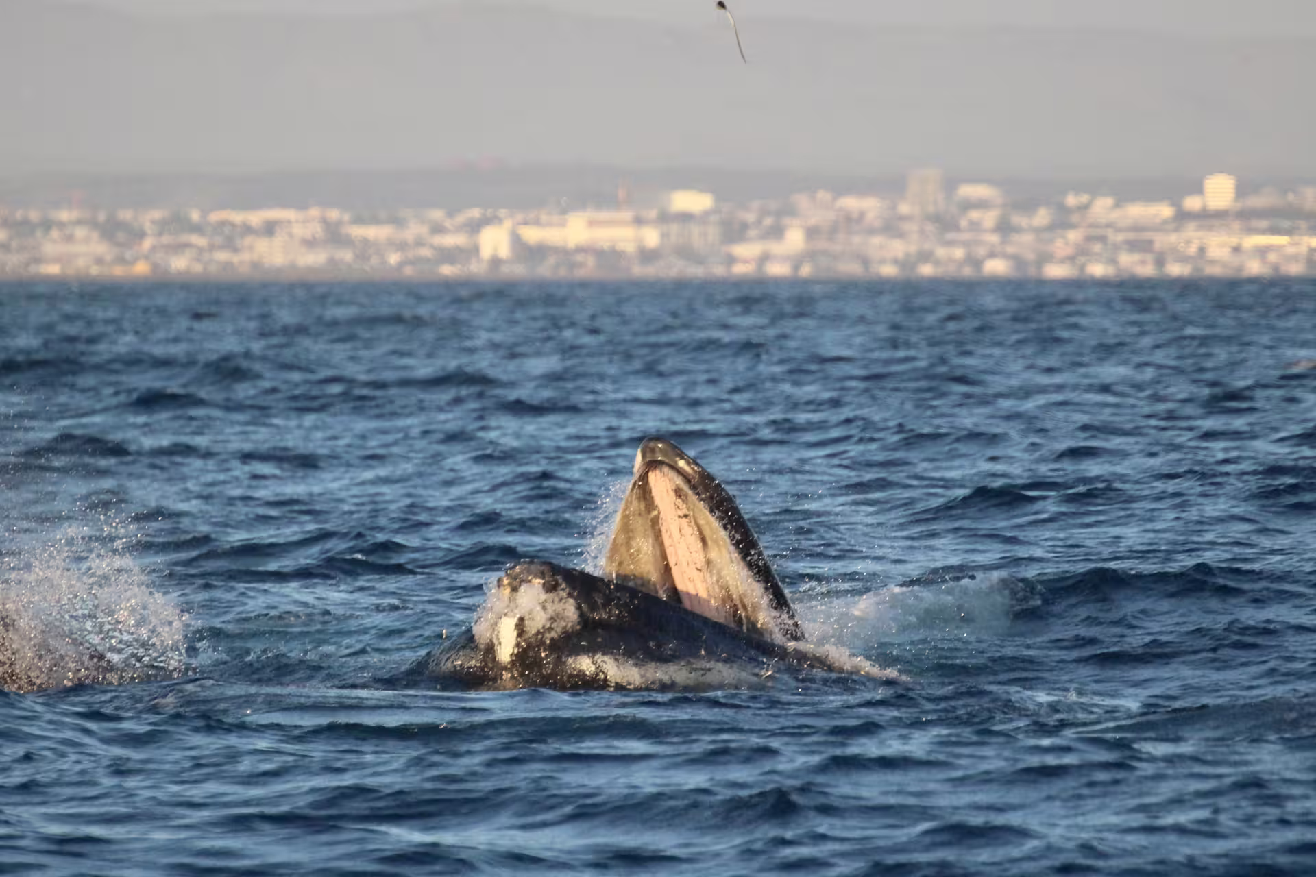 Humpback whale breaching near Reykjavik coastline during midnight sun whale watching tour