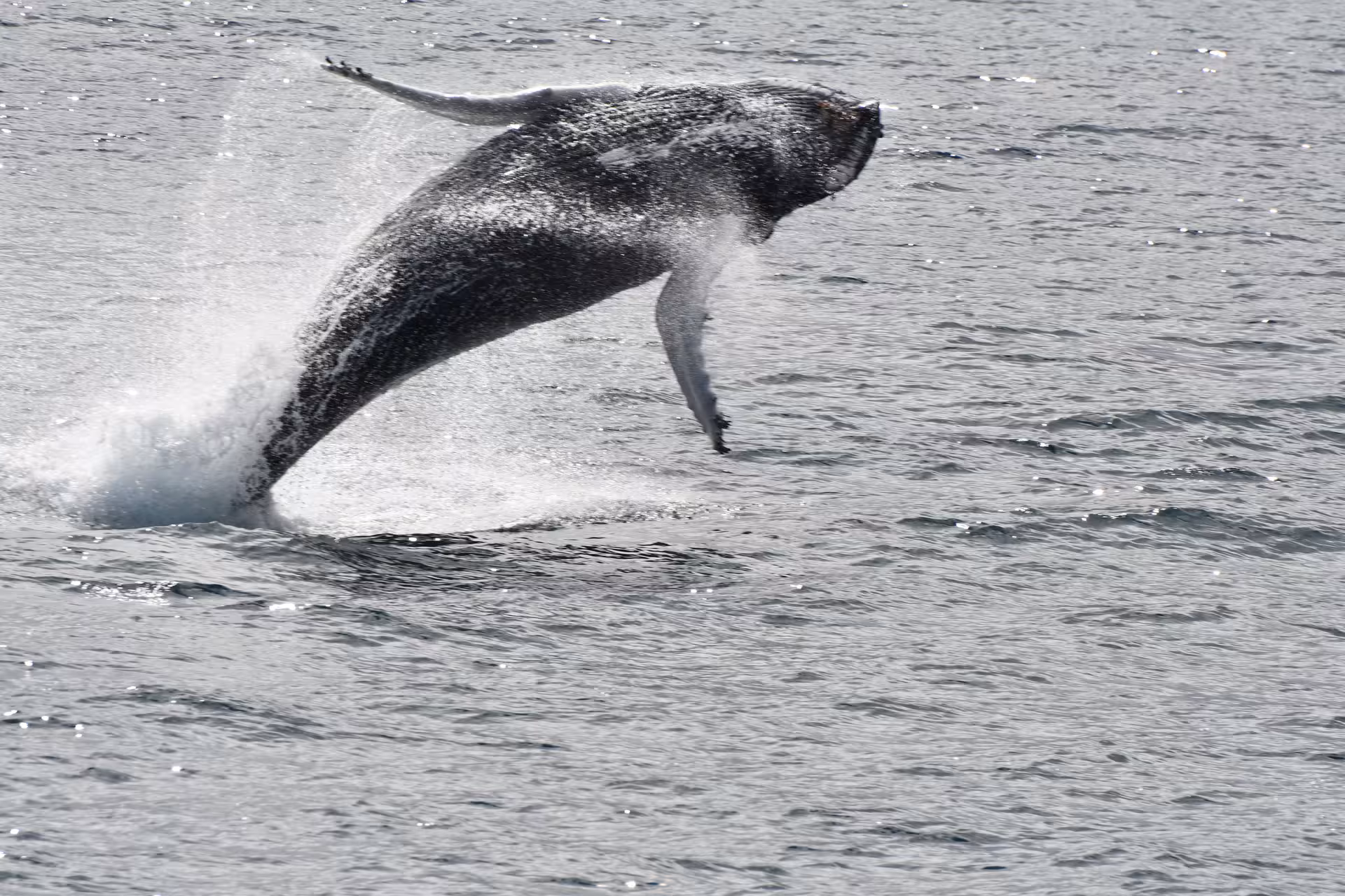 Humpback whale jumping out of the ocean near Reykjavík