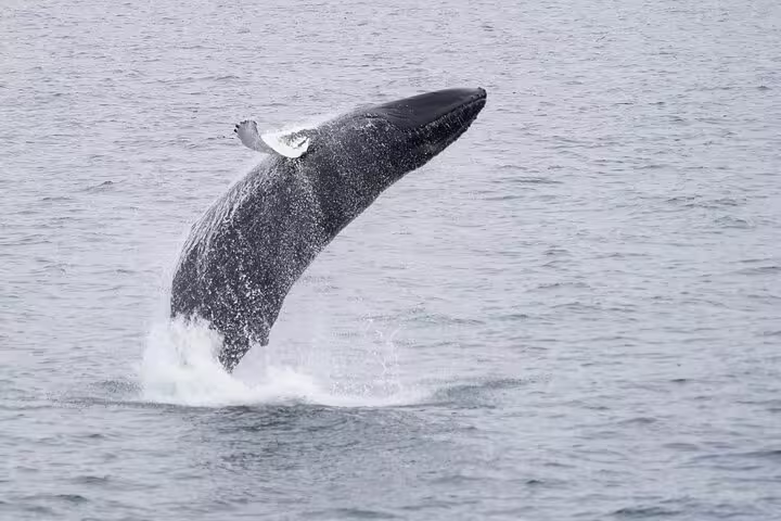 Humpback whale breaching out of the ocean during a whale watching tour in Reykjavik