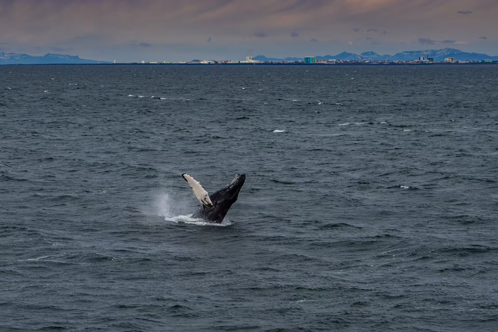 Humpback whale breaching the ocean surface near Reykjavik coastline during South Iceland tour