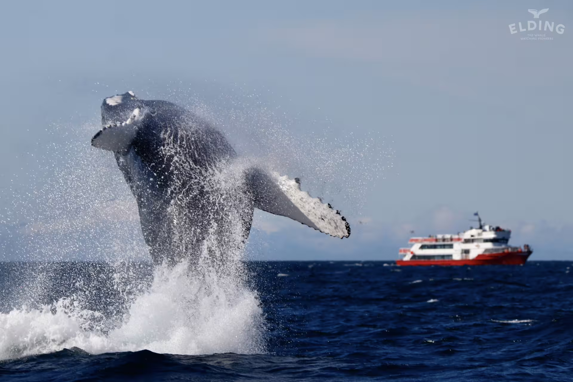 Humpback whale breaching out of ocean near red whale watching boat in Reykjavik