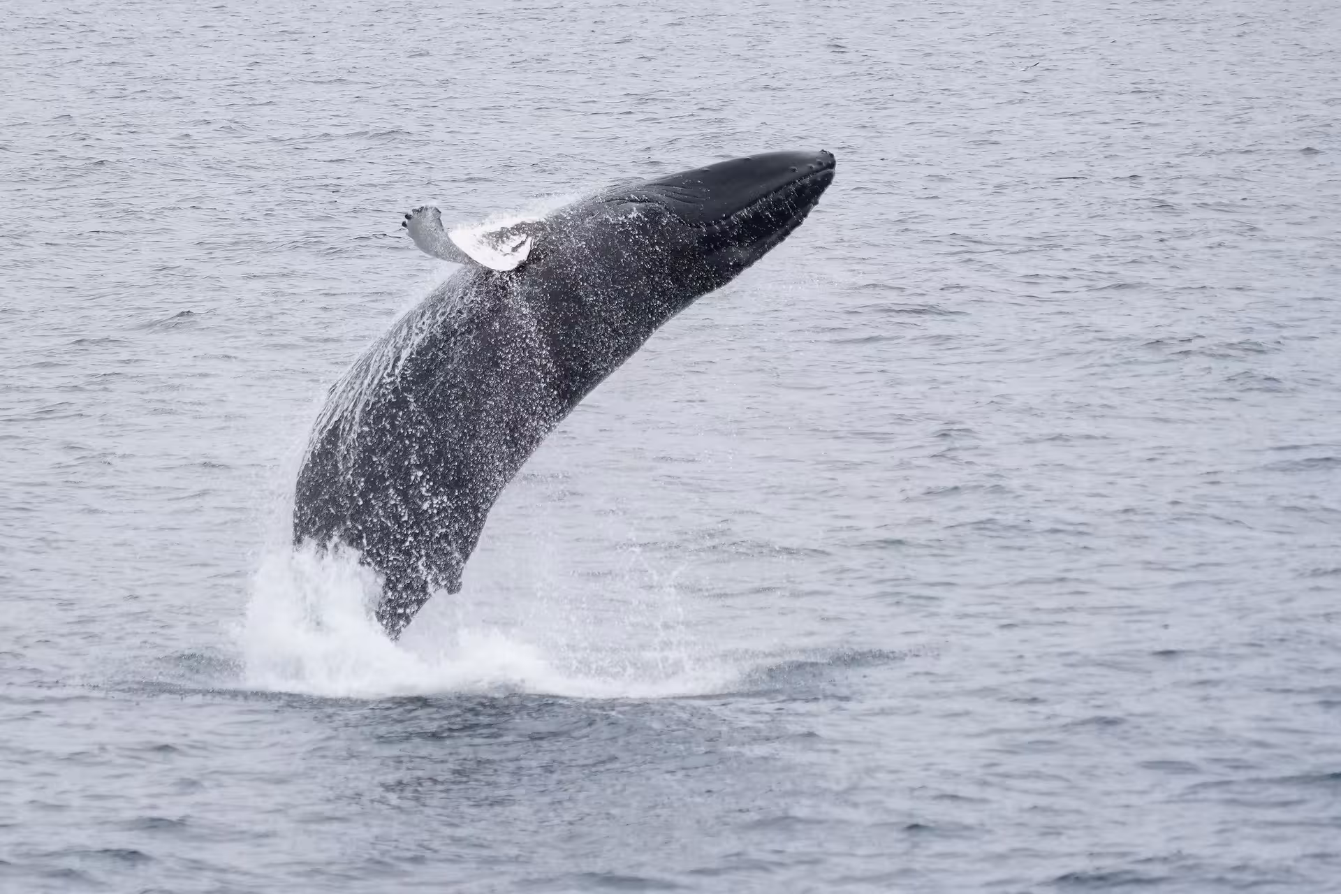 Humpback whale breaching out of the ocean near Reykjavik during a whale watching boat tour