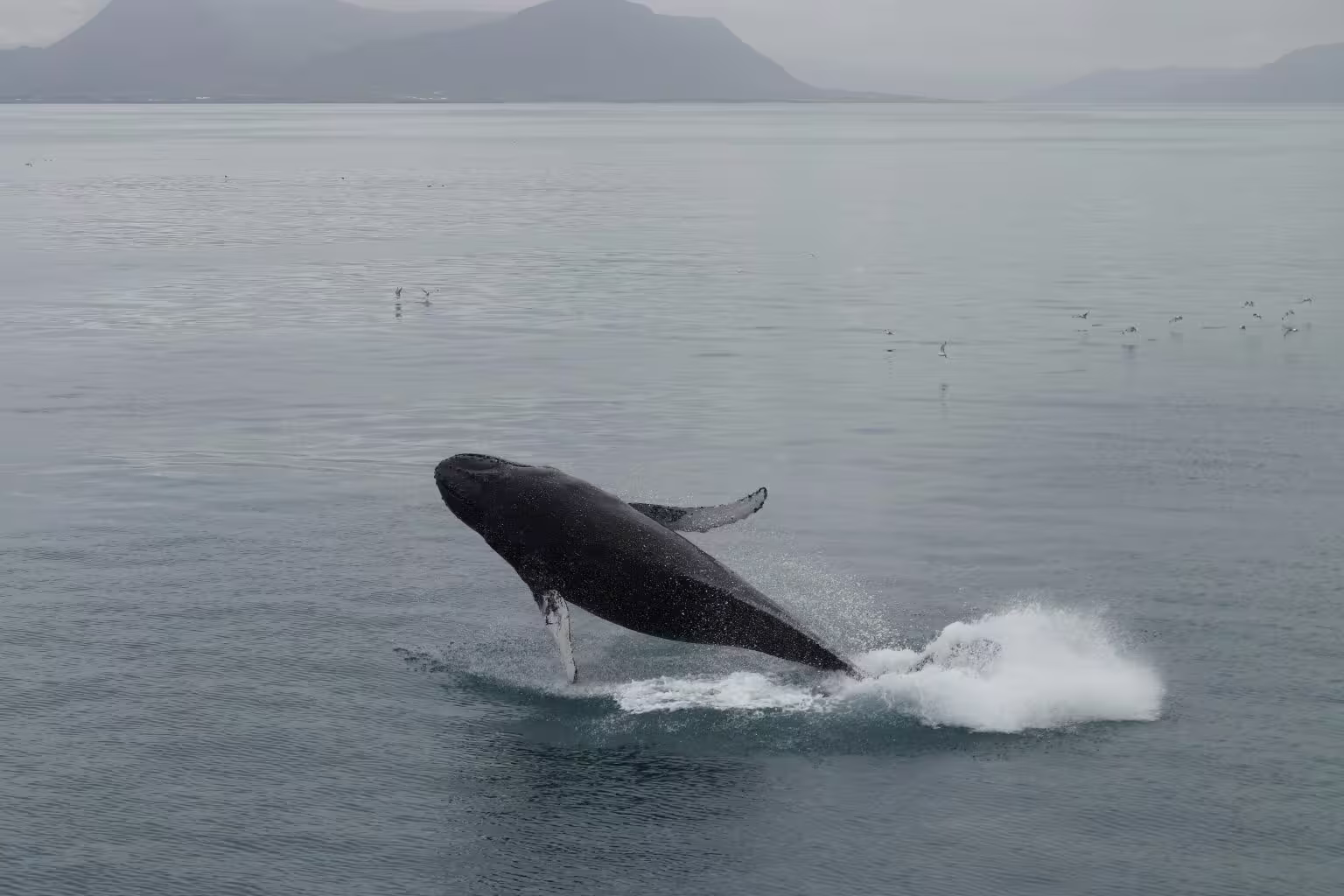 Humpback whale breaching out of calm ocean waters near Reykjavik with mountains in background