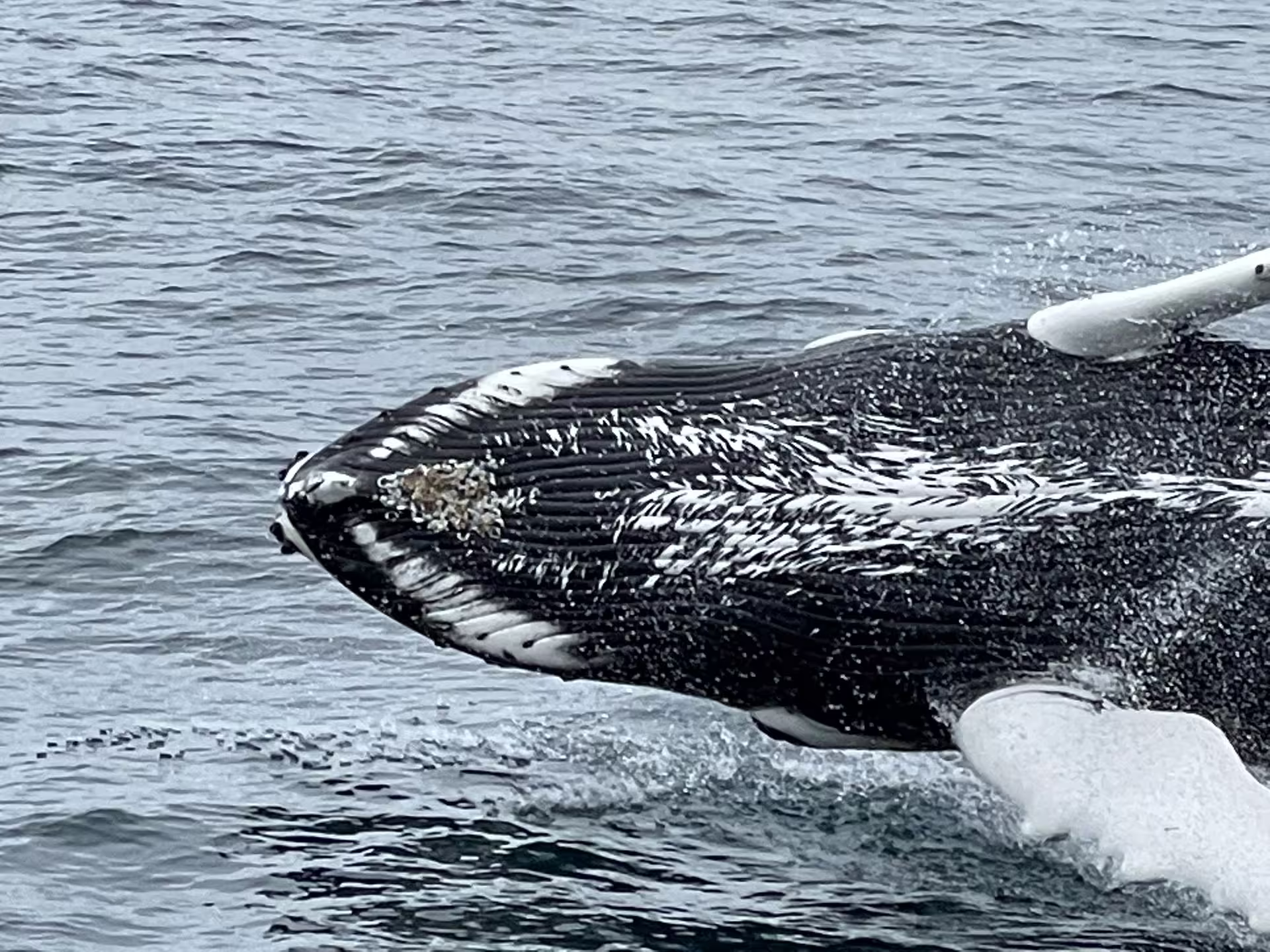 Humpback whale breaching surface with white pectoral fins visible during Reykjavik whale watching tour