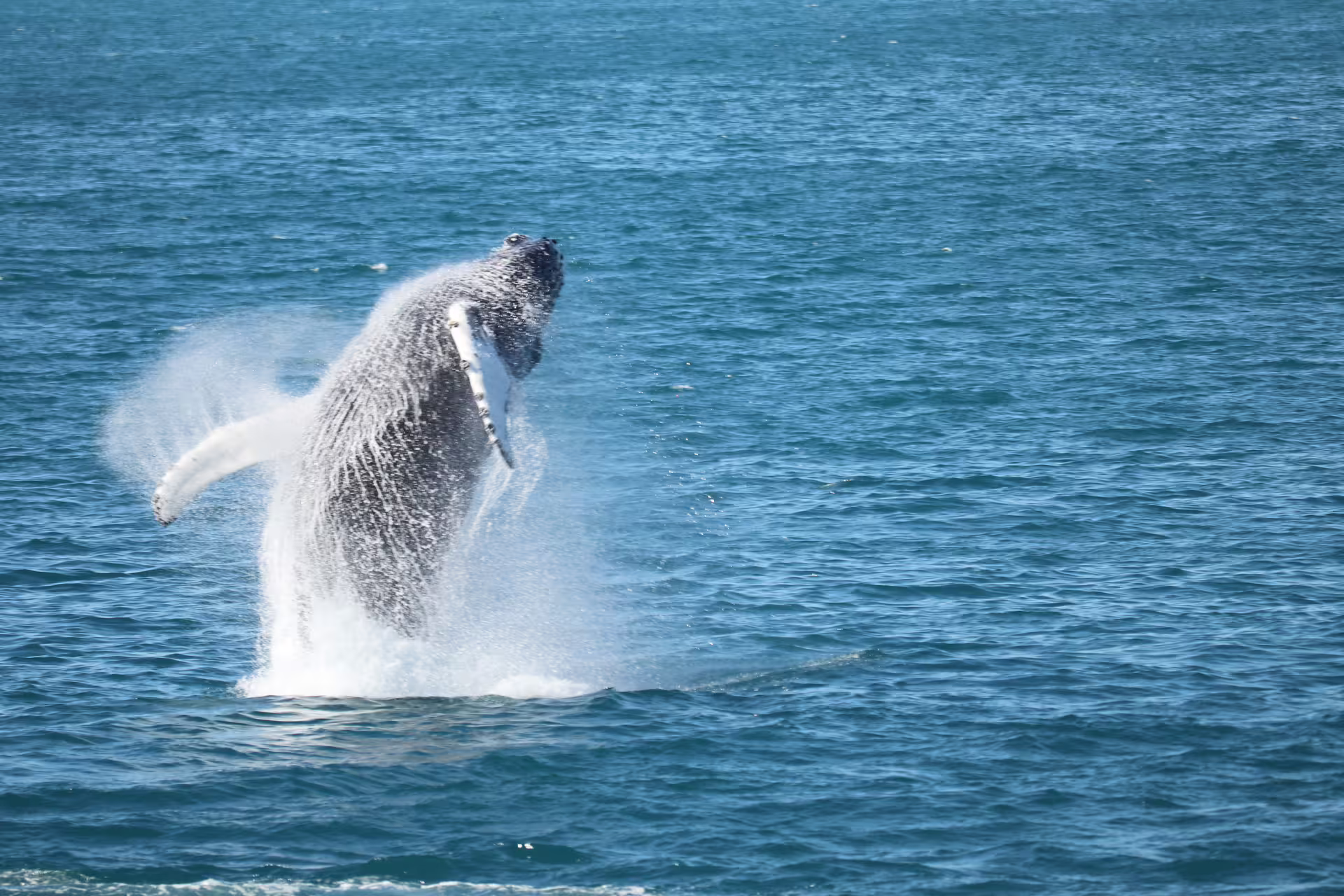 Humpback whale breaching out of blue ocean waters near Reykjavik, Iceland