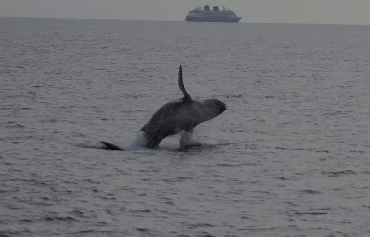 Humpback whale breaching near surface during Reykjavik whale watching tour with cruise ship in background