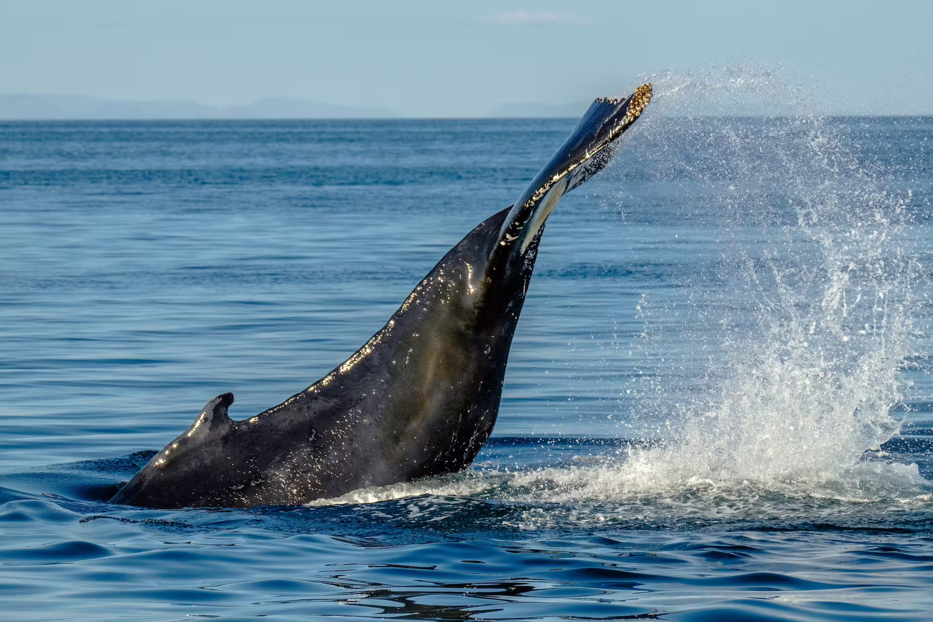 Humpback whale breaching out of ocean waters during whale watching tour in Reykjavik Iceland