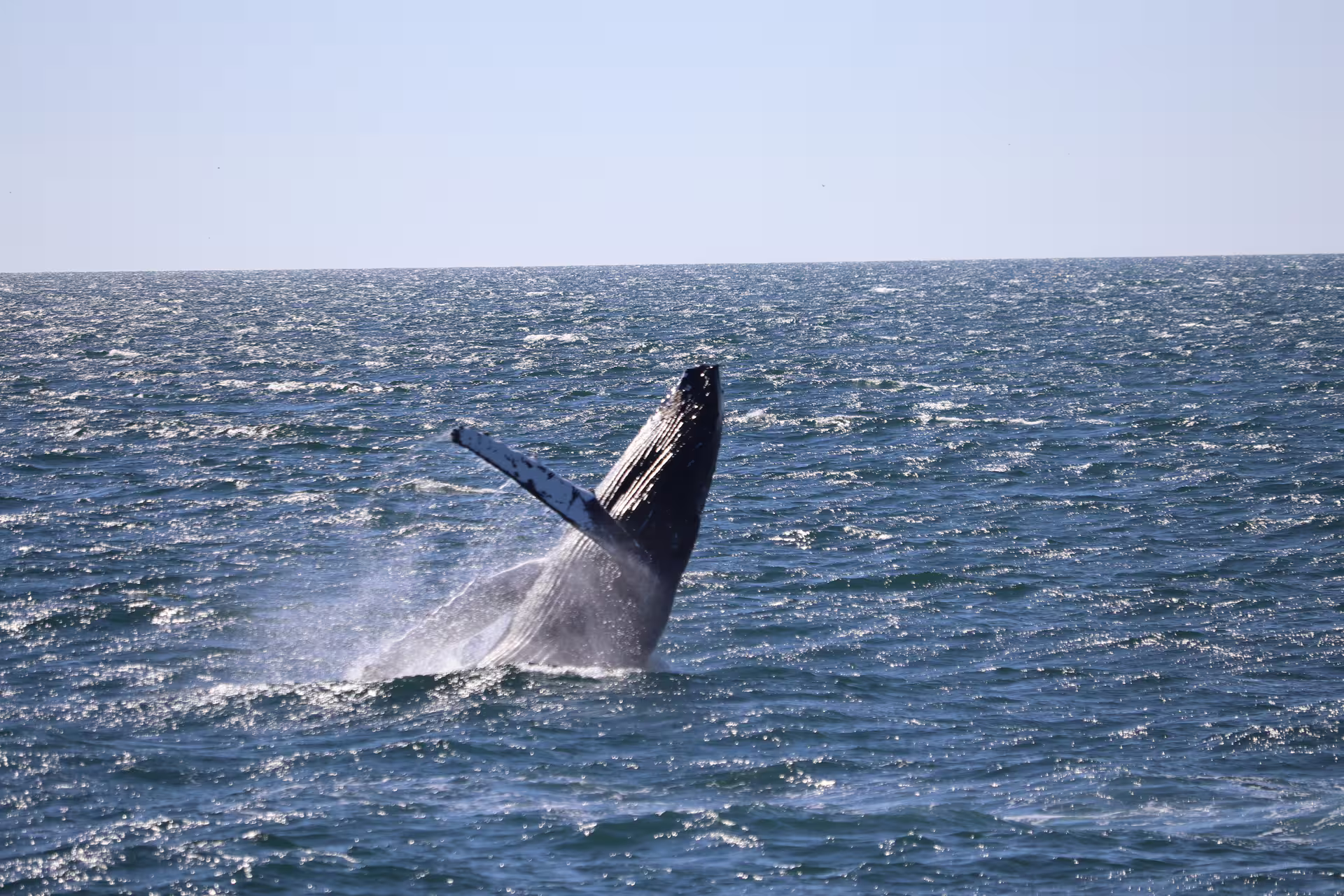 Humpback whale breaching out of the ocean during a whale watching tour from Reykjavik