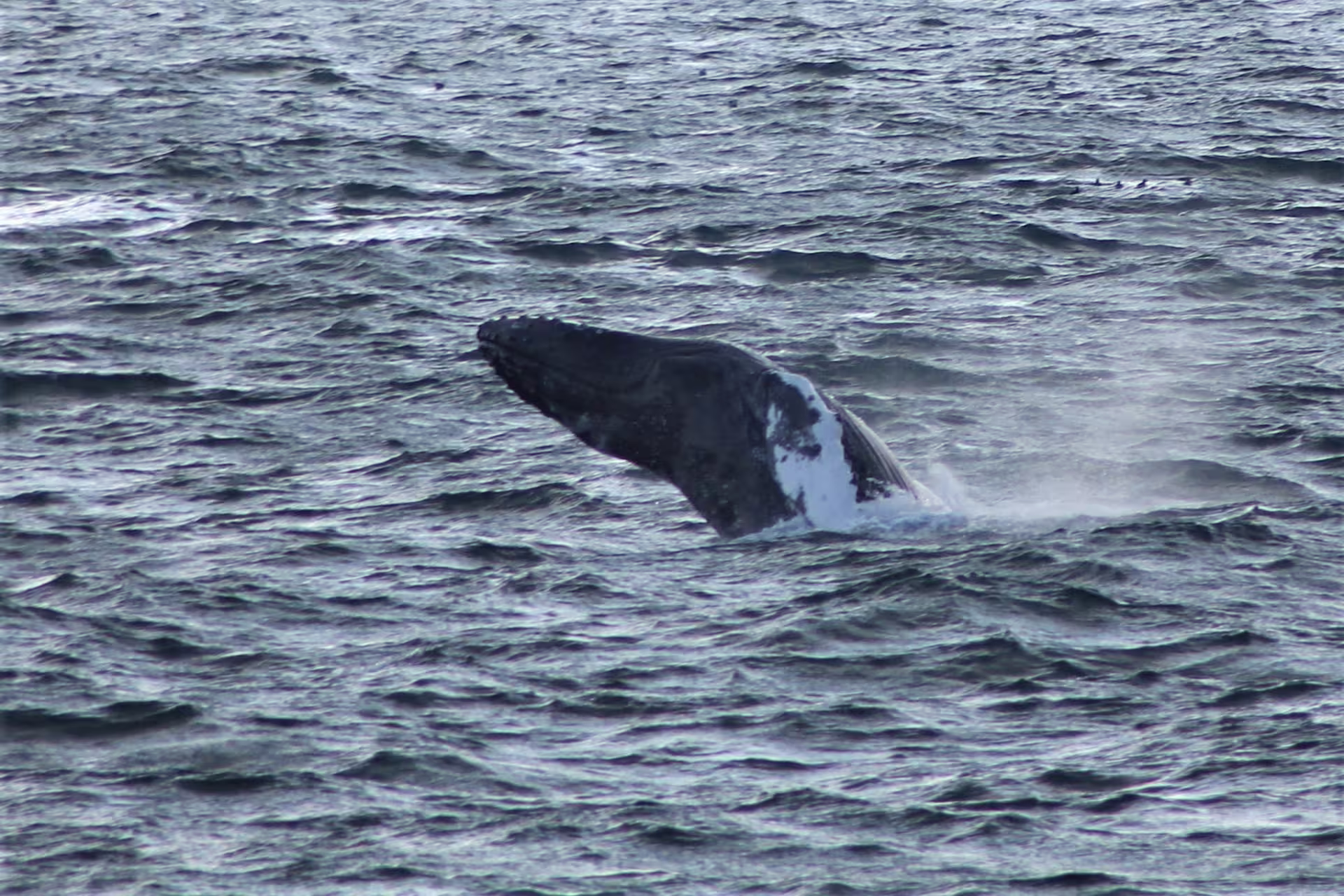 Humpback whale breaching the ocean surface during a whale watching tour in Reykjavik, Iceland