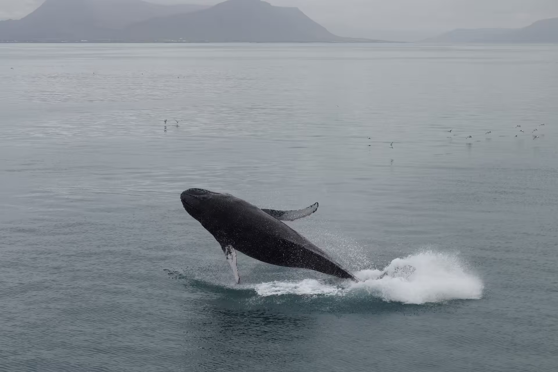 Humpback whale breaching out of calm ocean waters near Reykjavik with misty mountains in background