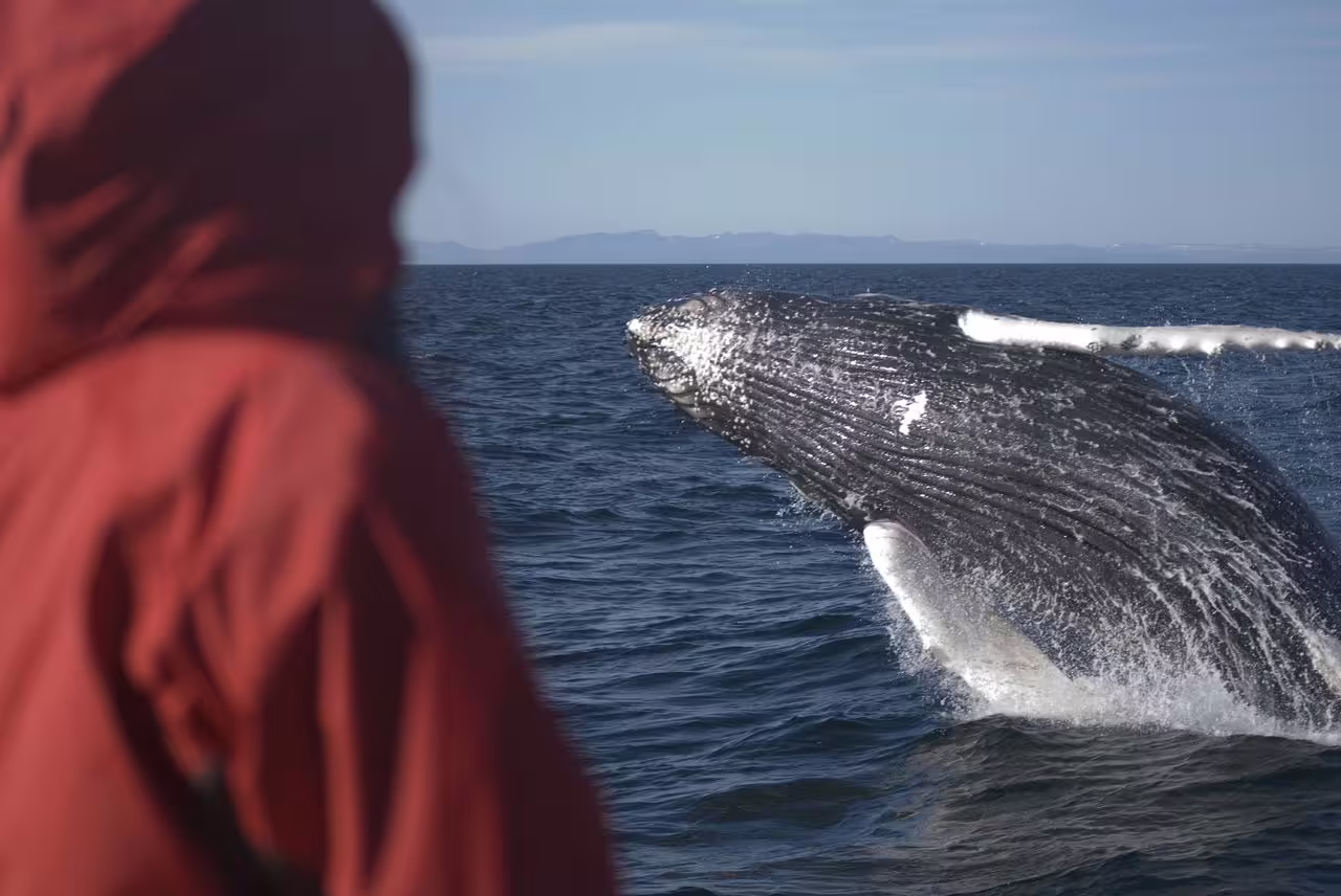 Person in red hoodie watching a humpback whale breaching close to a whale watching boat in Reykjavik