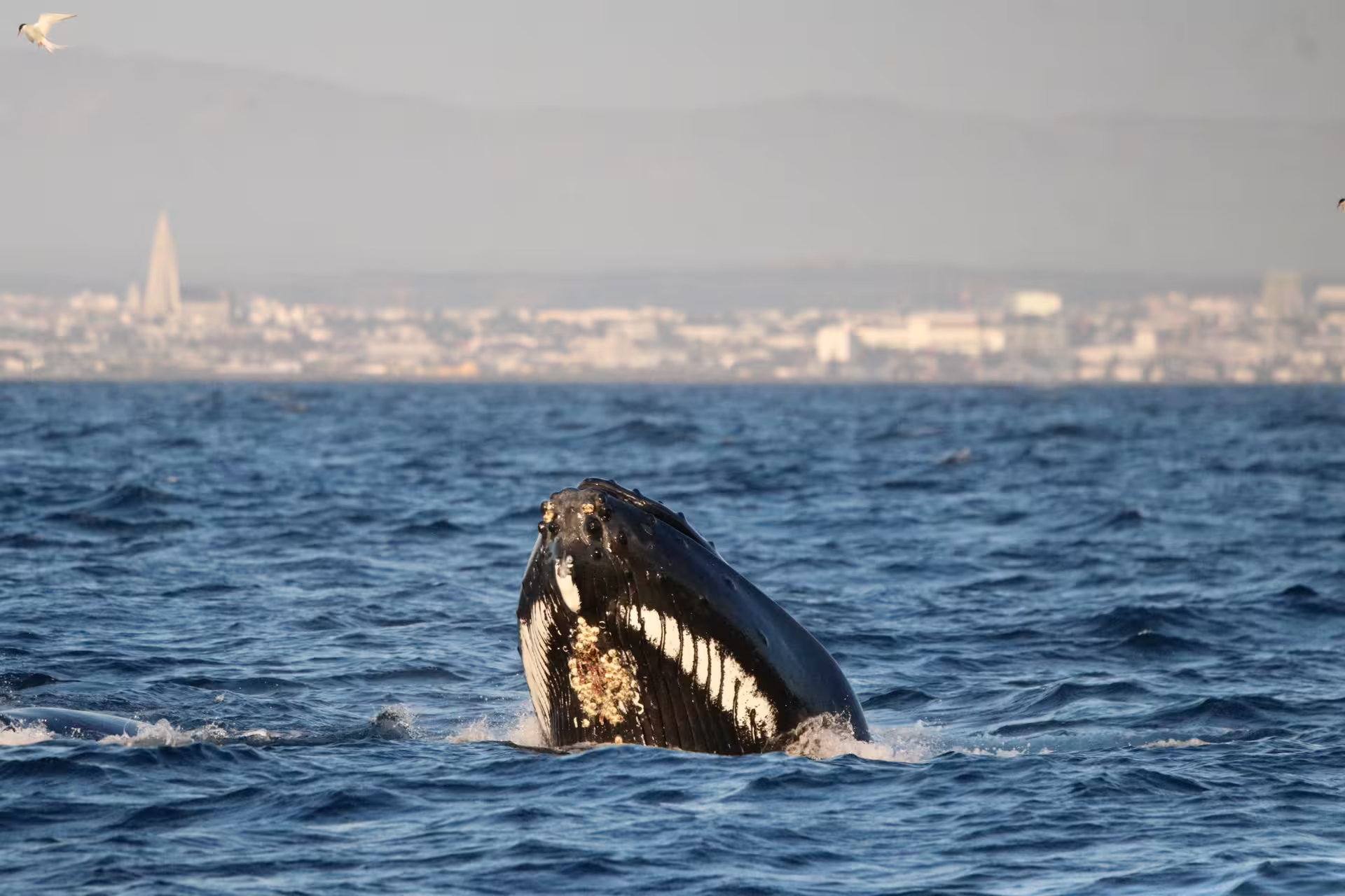 Humpback whale breaching near Reykjavik coastline with city skyline and seabirds in background