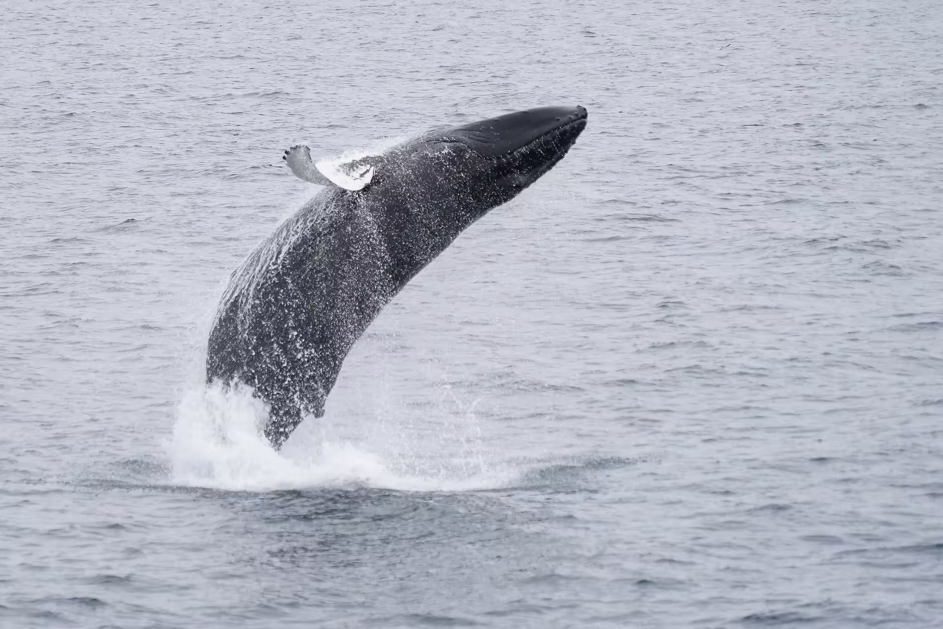 Humpback whale breaching out of the ocean near Reykjavik during a whale watching tour