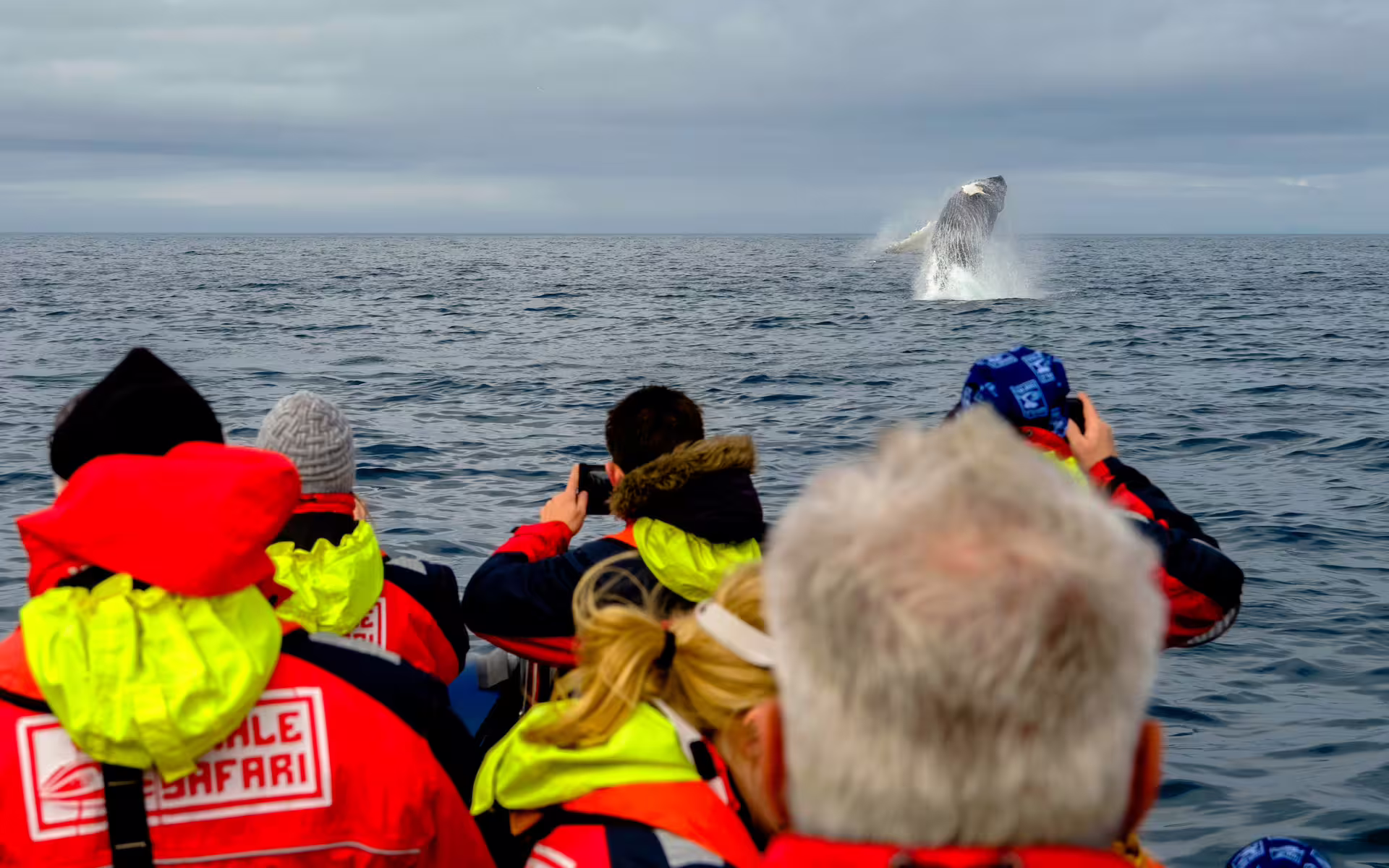 Whale Safari tourists photographing a humpback whale breaching from a boat in Reykjavik waters