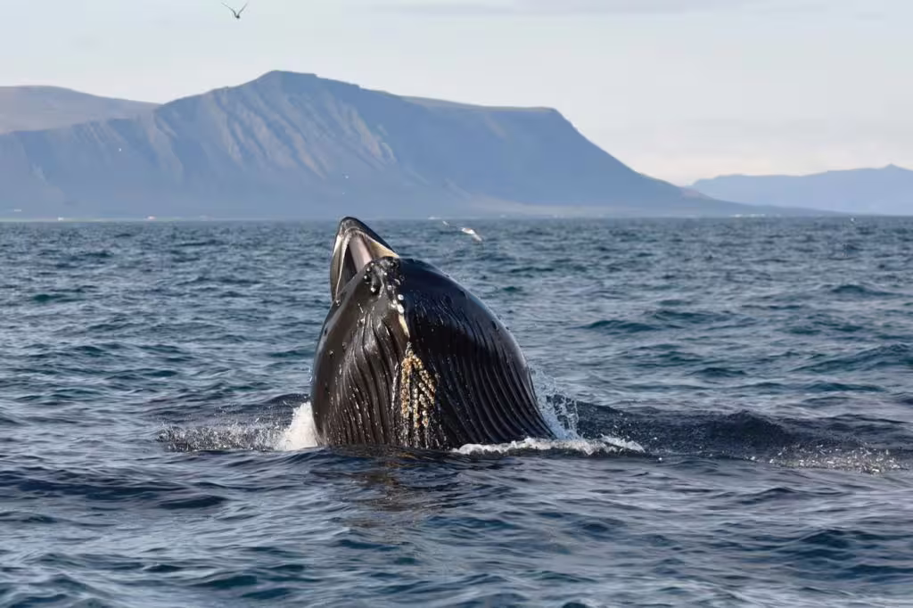Humpback whale breaching the ocean surface near Reykjavik with mountains in the background