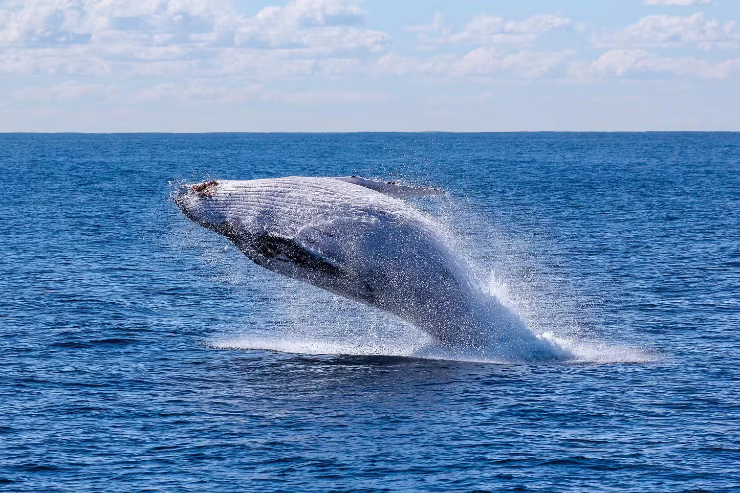 Humpback whale breaching out of the ocean on a whale watching tour from Reykjavik