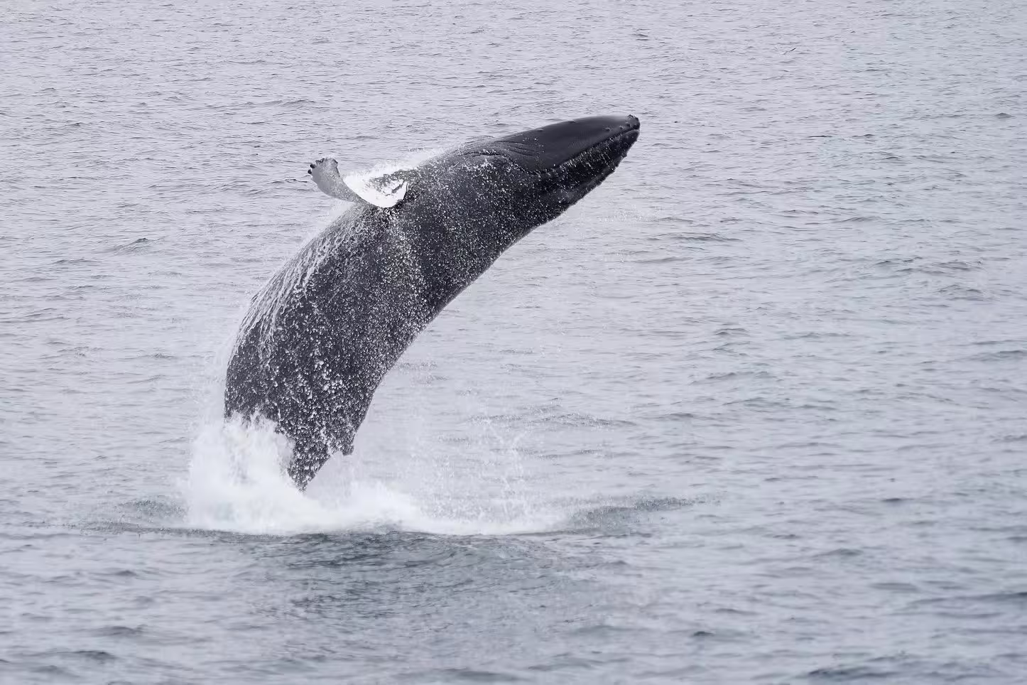 Humpback whale breaching out of the ocean near Reykjavik during a whale watching tour