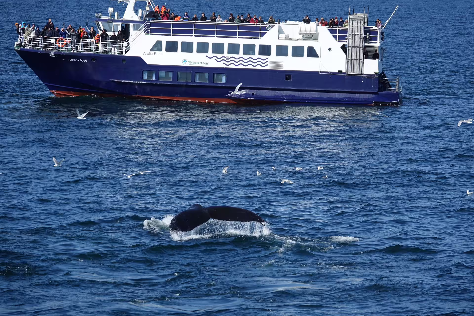 Humpback whale diving near Arctic-Rose whale watching tour boat in Reykjavik with tourists on deck