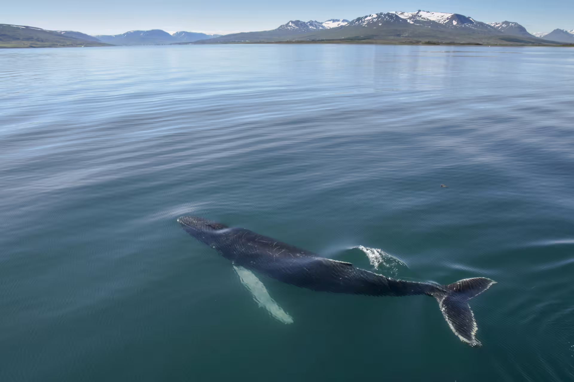 Humpback whale swimming near the surface in Eyjafjord with snow-capped mountains in background, Akureyri Iceland