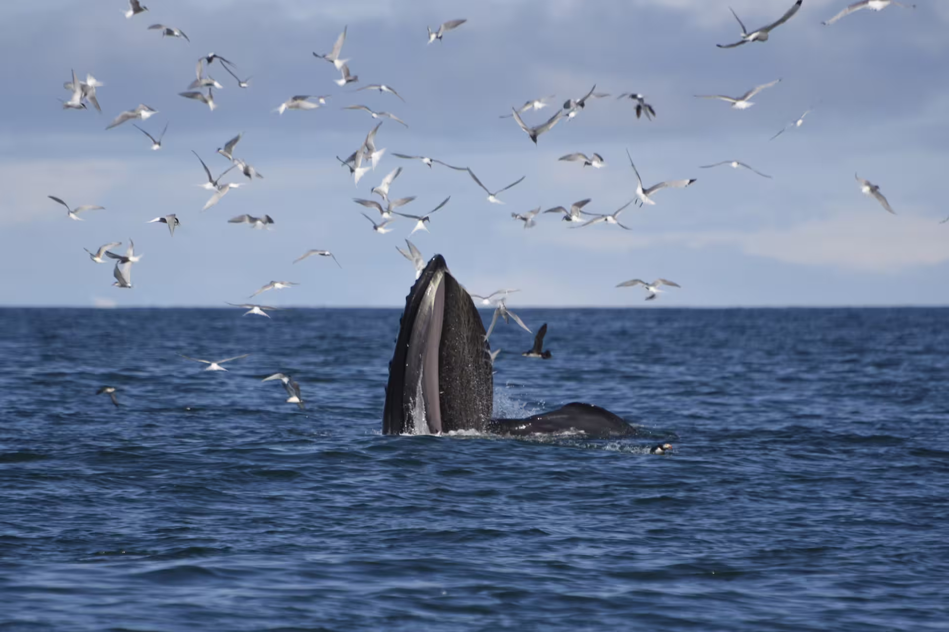 Humpback whale lunge feeding at surface surrounded by seabirds in Reykjavik waters