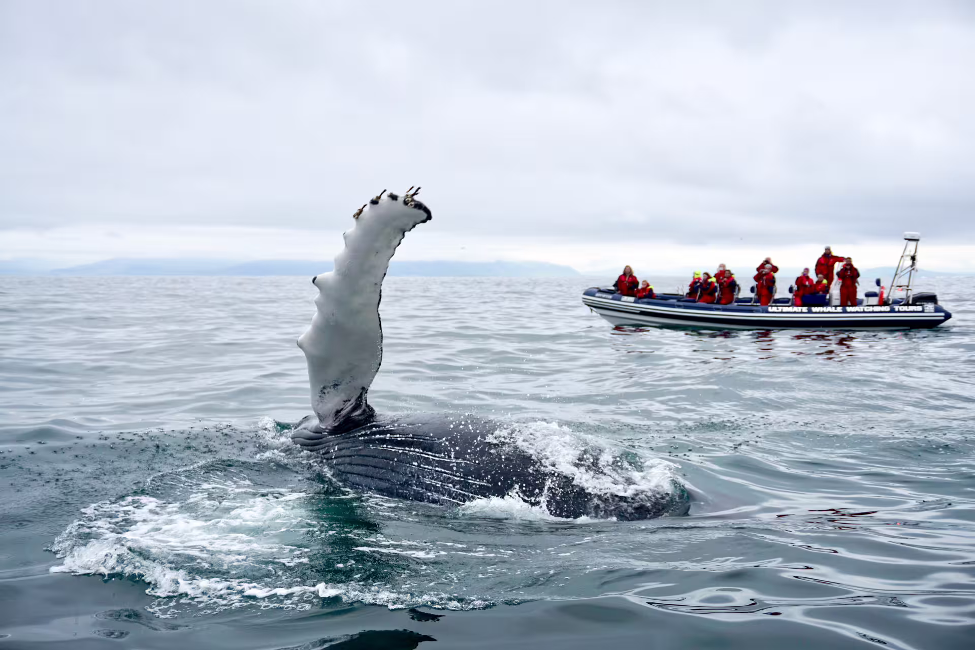 Humpback whale pectoral fin raised near whale watching zodiac boat in Reykjavik Iceland