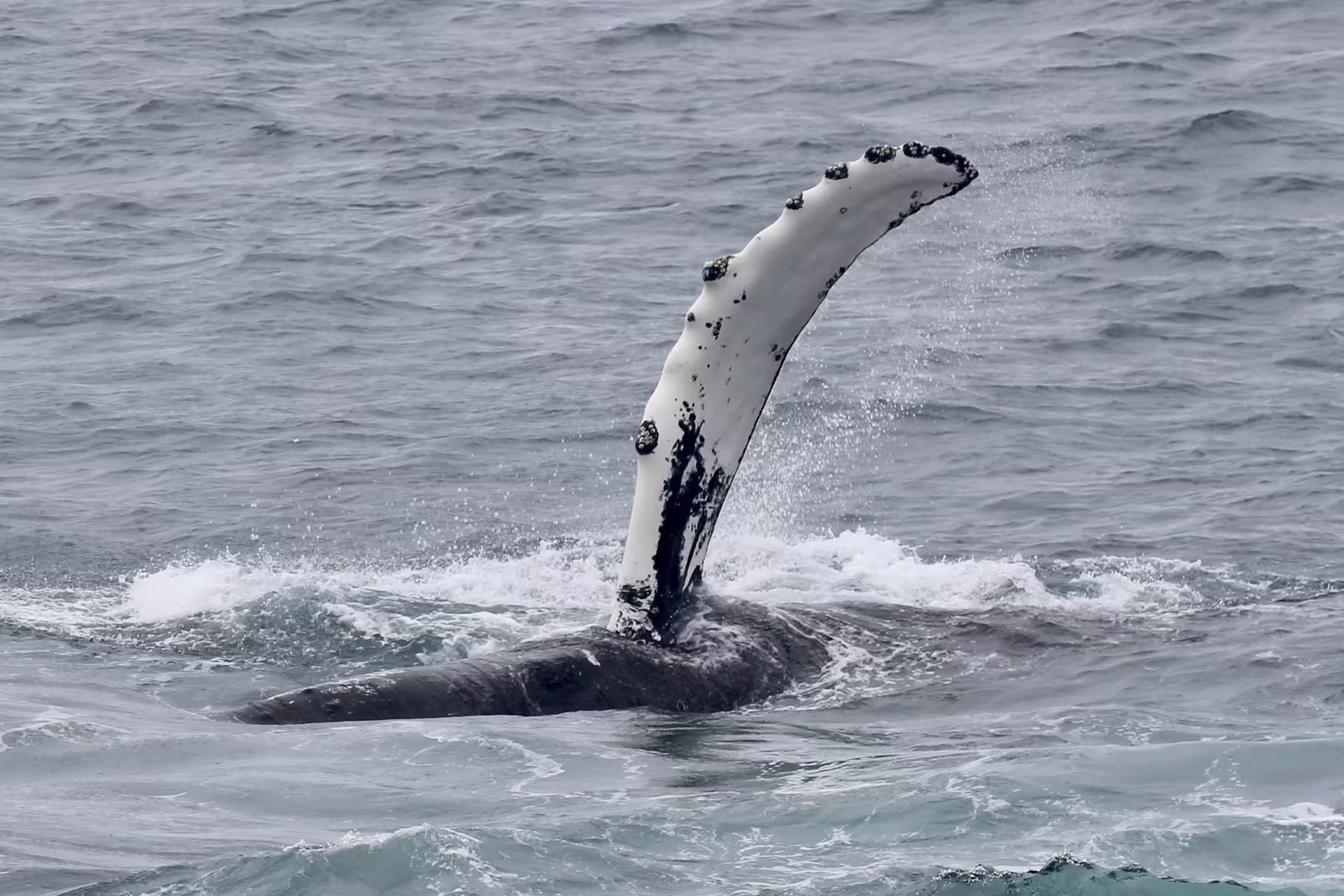 Humpback whale pectoral fin raised above ocean surface during Reykjavik whale watching tour